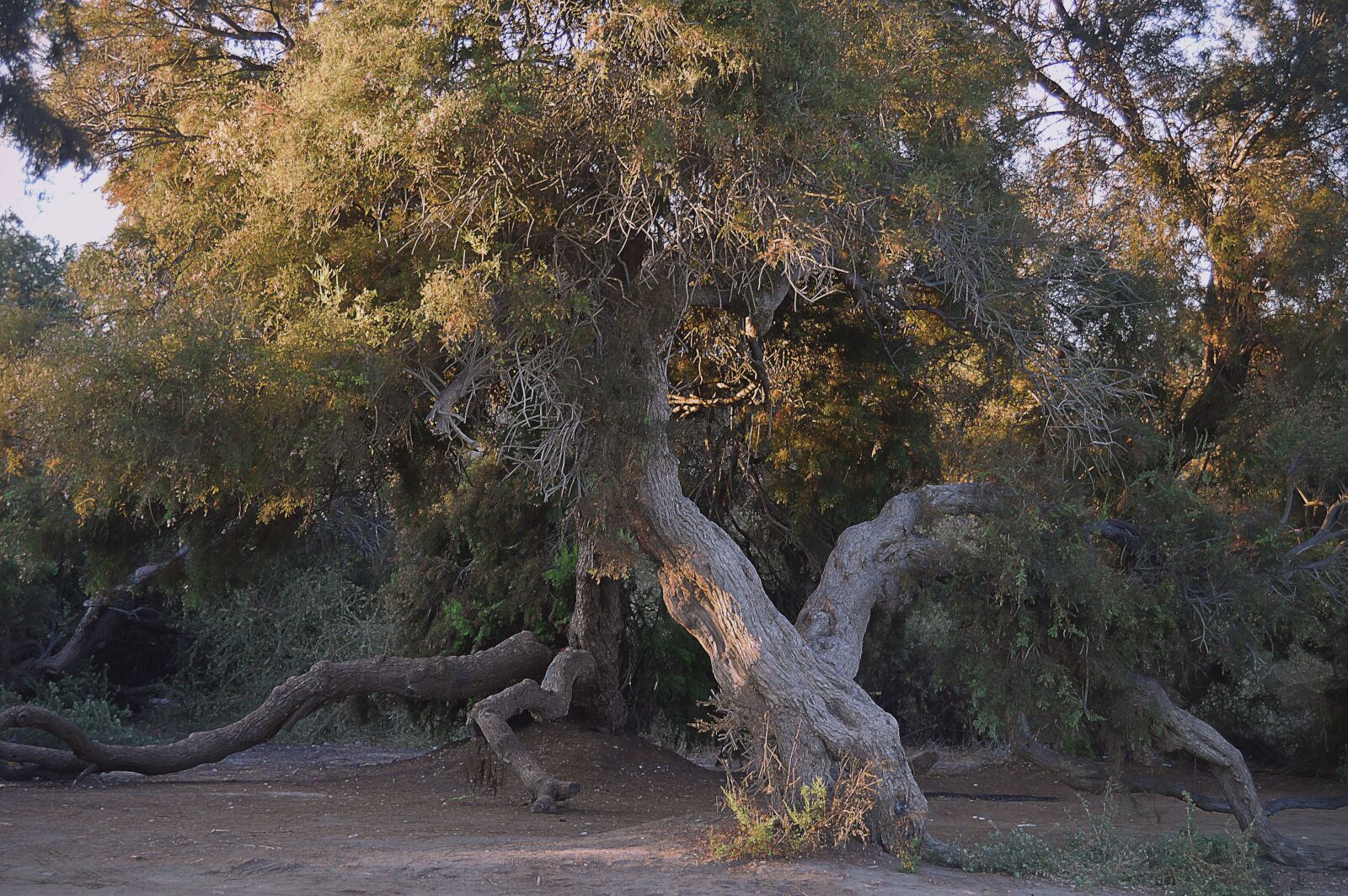 Nikon D3200 sample photo. Old trees, taray, trees photography