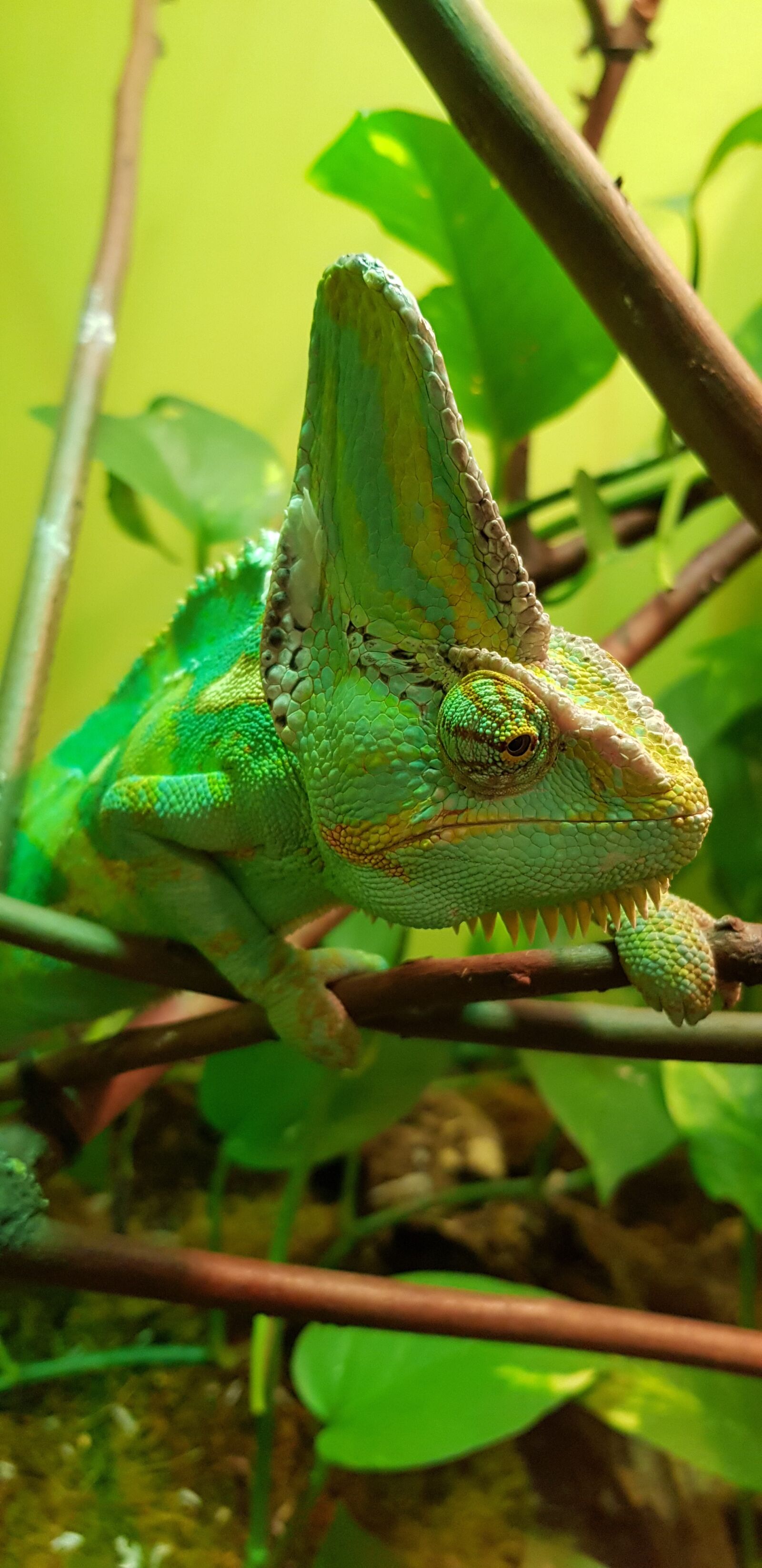 Samsung Galaxy S8+ sample photo. Chameleon, reptilian, green photography