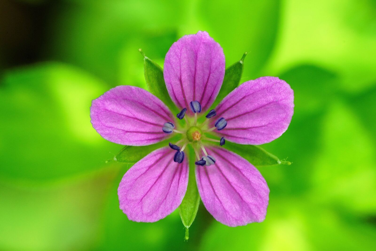 Sony a7R III + Sony FE 90mm F2.8 Macro G OSS sample photo. Wildflower, wild, flower photography