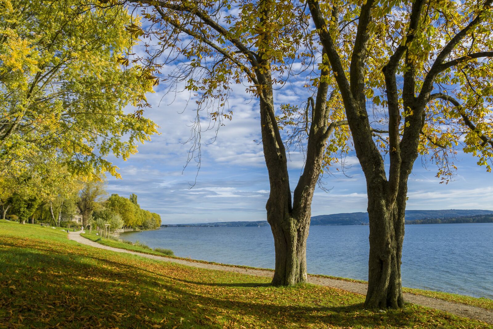 Sony ILCA-77M2 + Sony DT 16-50mm F2.8 SSM sample photo. Lake constance, nature, trees photography