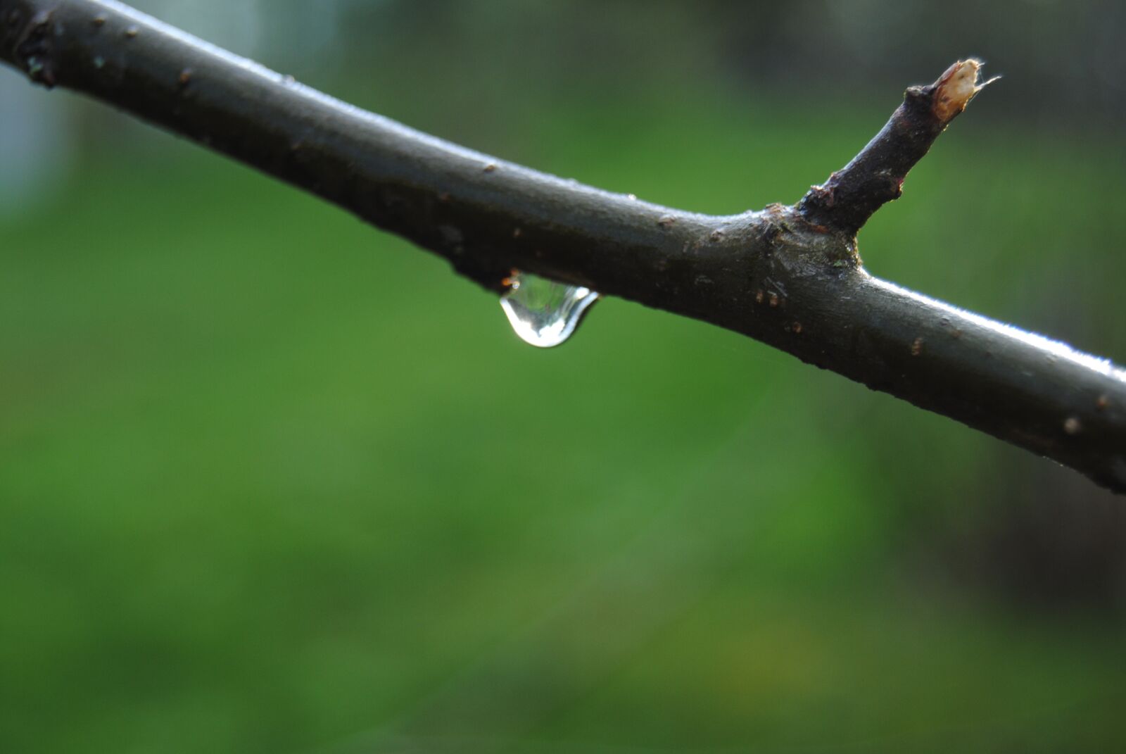 Nikon D3000 sample photo. Drop, rain, drip photography