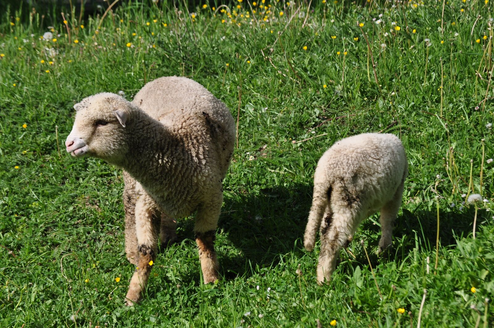 Nikon D5000 sample photo. Sheep, countryside, grass photography