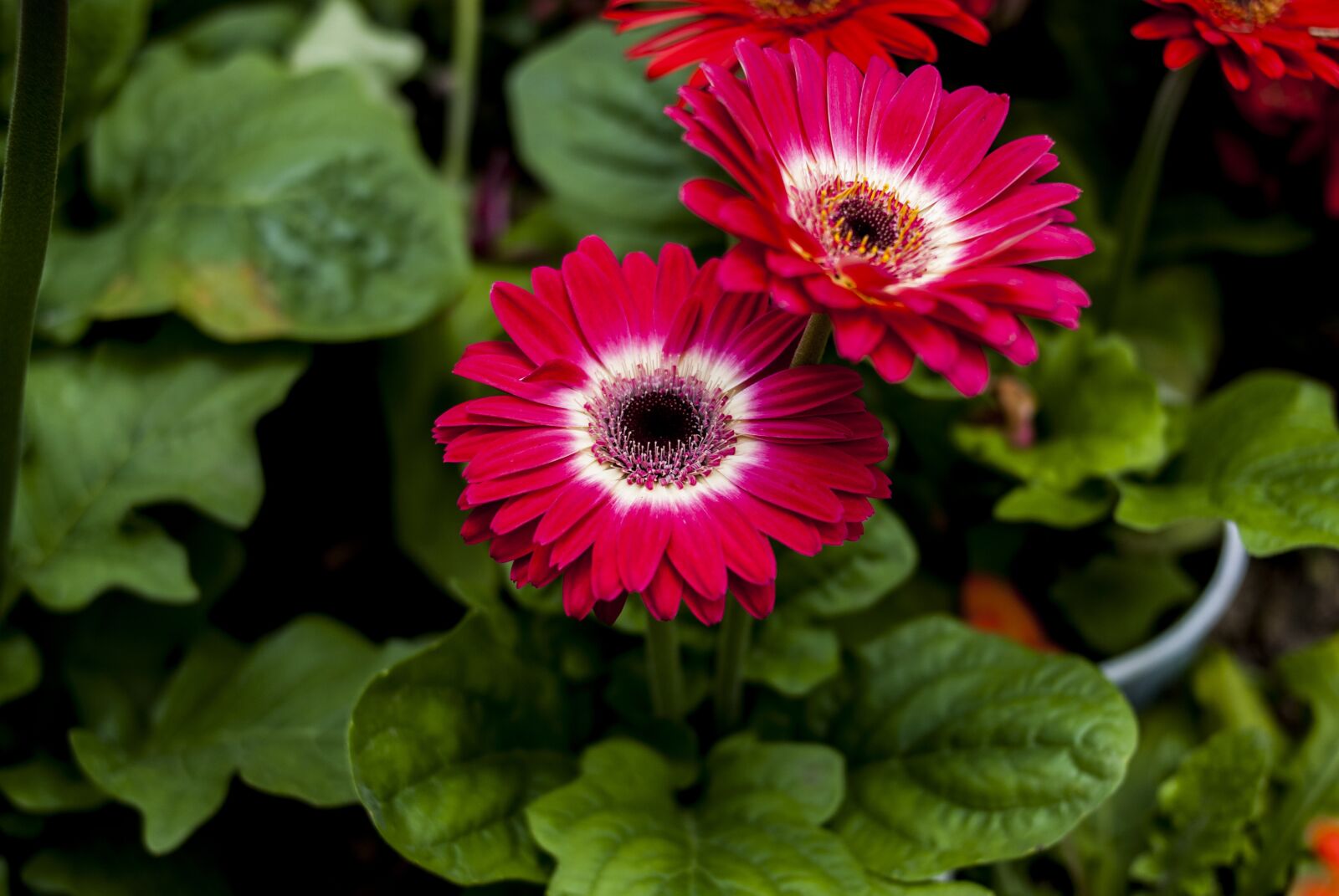 Nikon D60 sample photo. Beauty flower, flower, plant photography