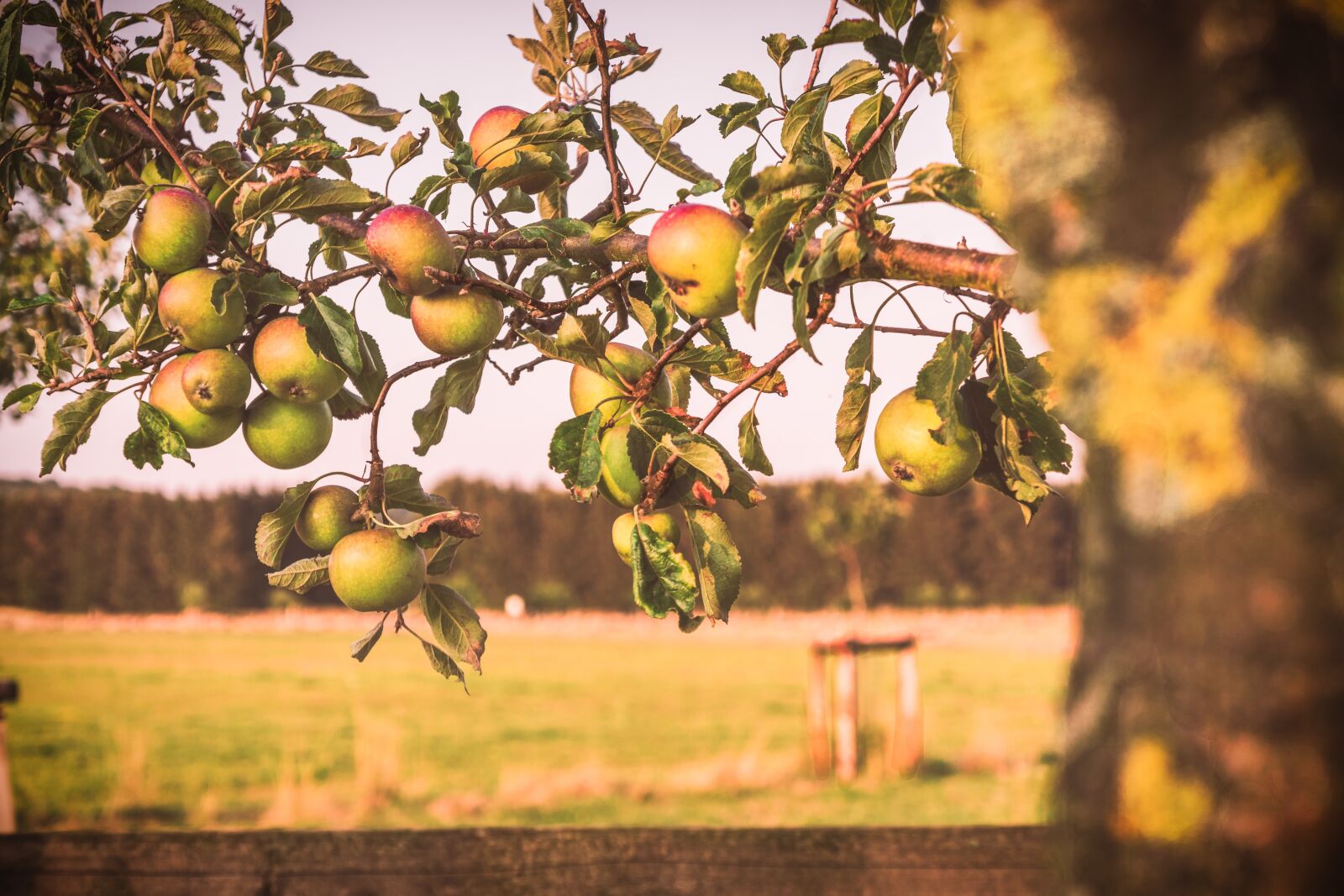 Sony Alpha NEX-7 + Sony E 18-55mm F3.5-5.6 OSS sample photo. Summer, fruit, apple photography