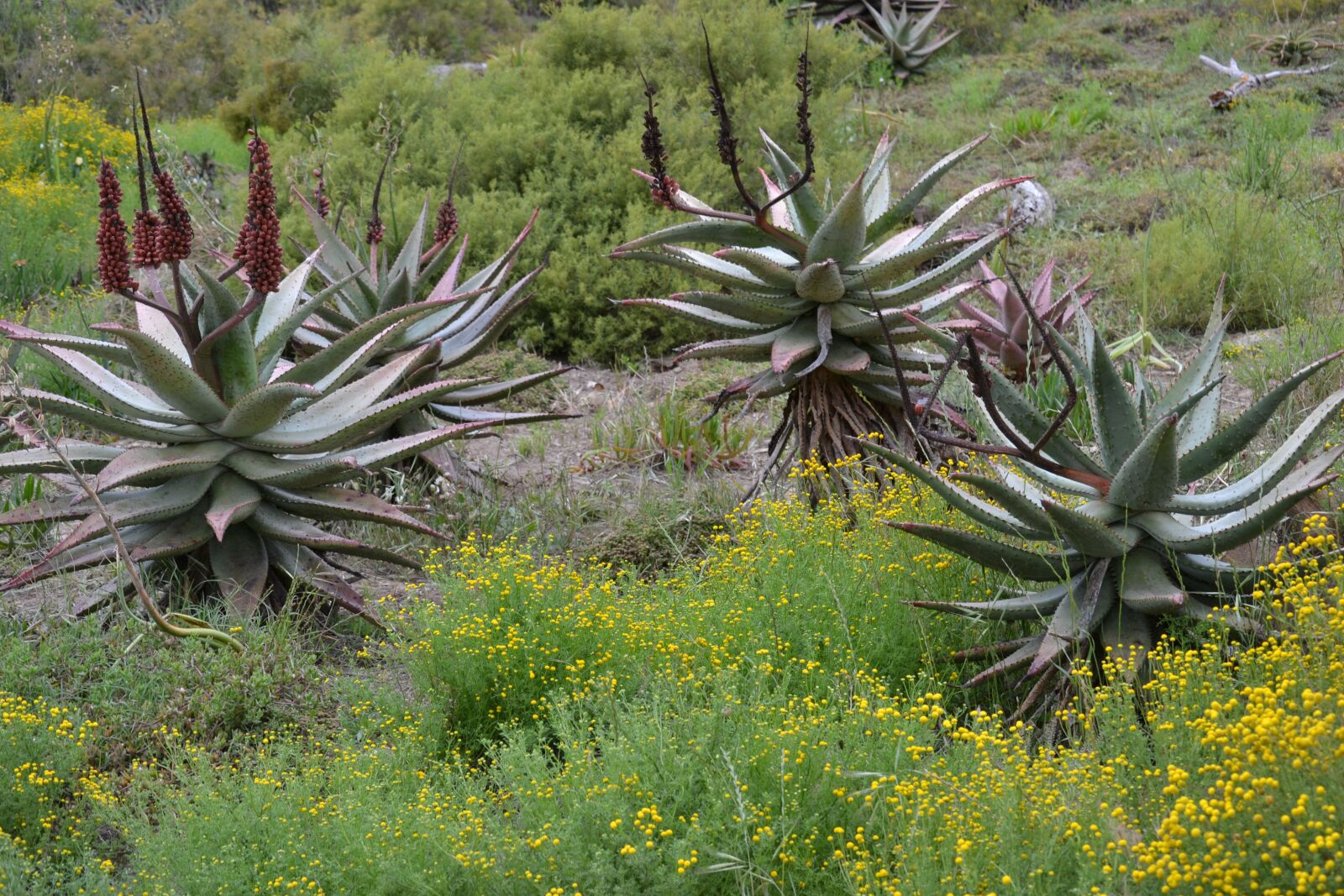 Nikon D3100 sample photo. Aloe, south africa, desert photography