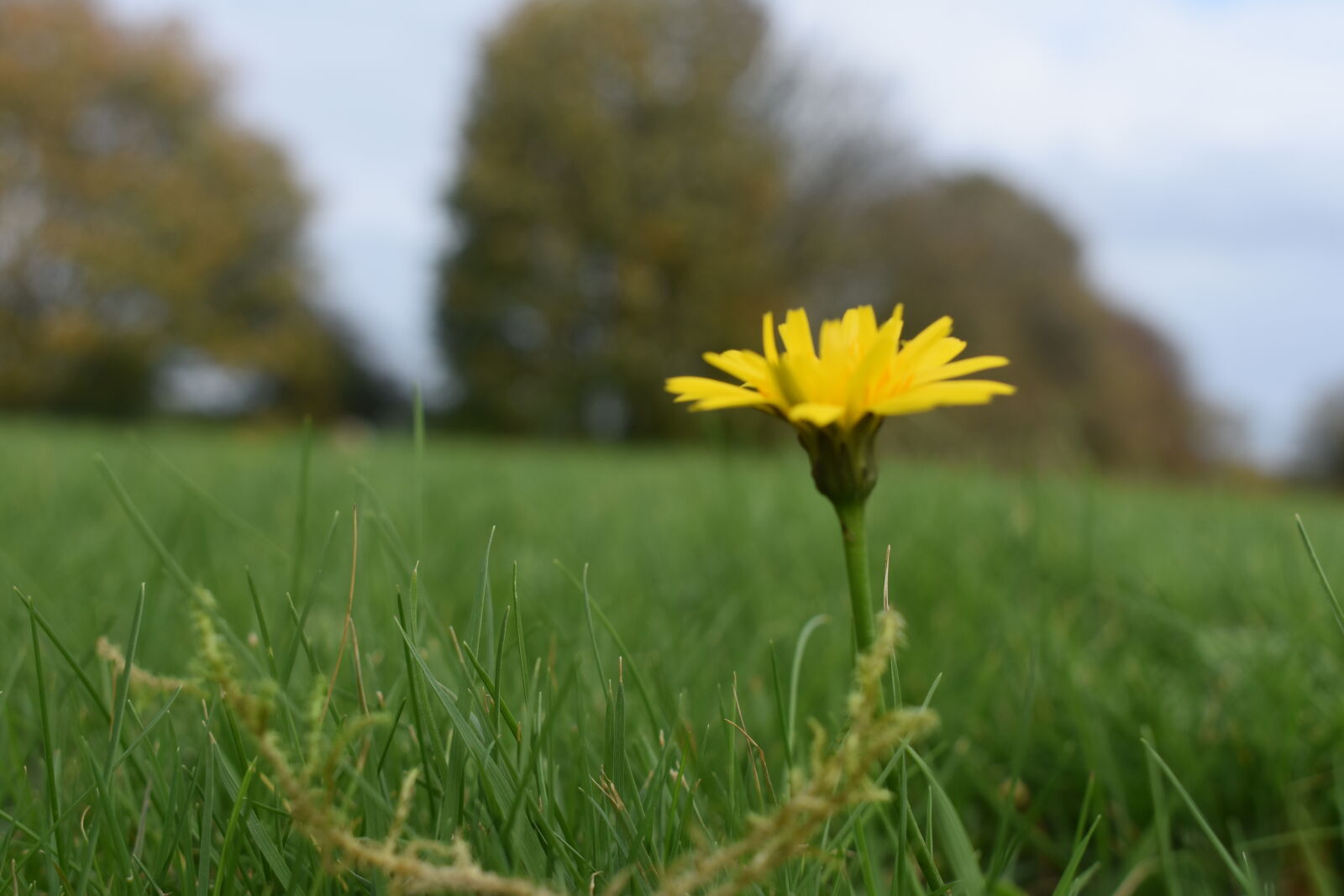 Nikon D3400 sample photo. Flower, grass, green, trees photography