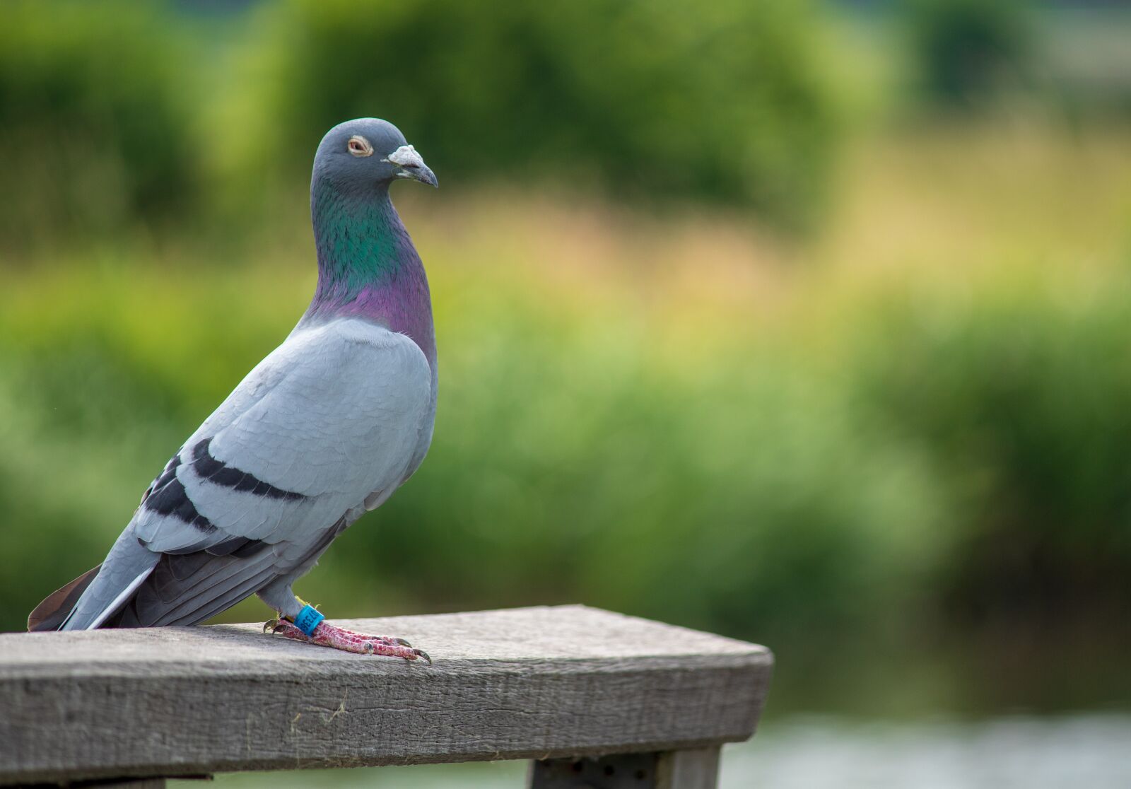 Canon EOS 1300D (EOS Rebel T6 / EOS Kiss X80) sample photo. Dove, bird, feather photography