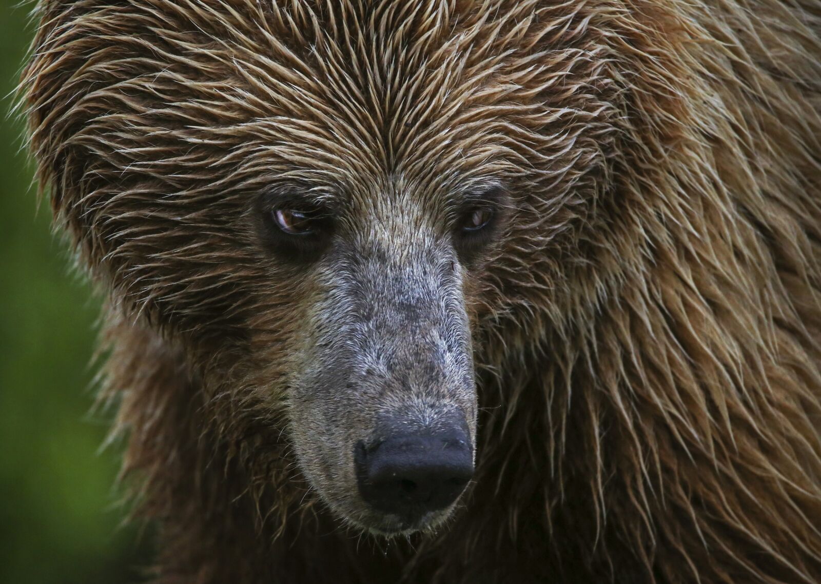Canon EOS 6D + 150-600mm F5-6.3 DG OS HSM | Contemporary 015 sample photo. Bear, grizzly, nature photography