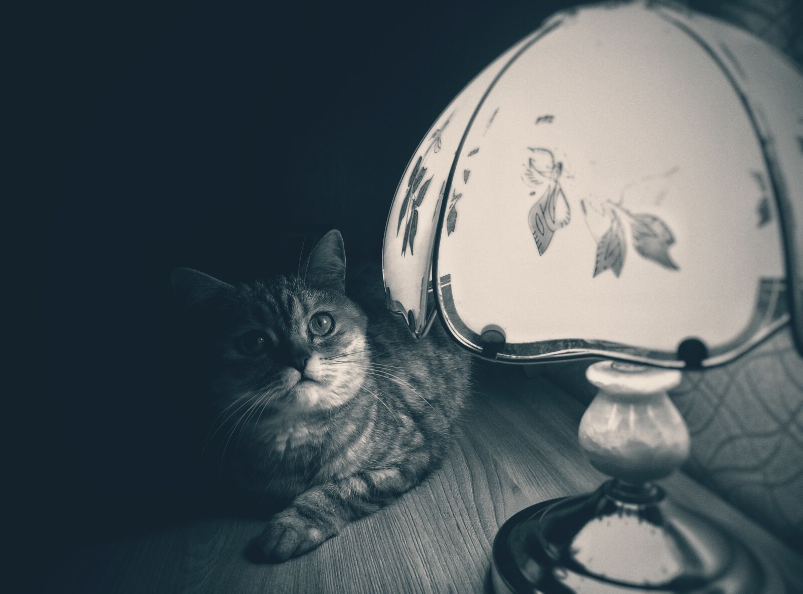 Meizu m2 note sample photo. Cat, lamp, noir photography
