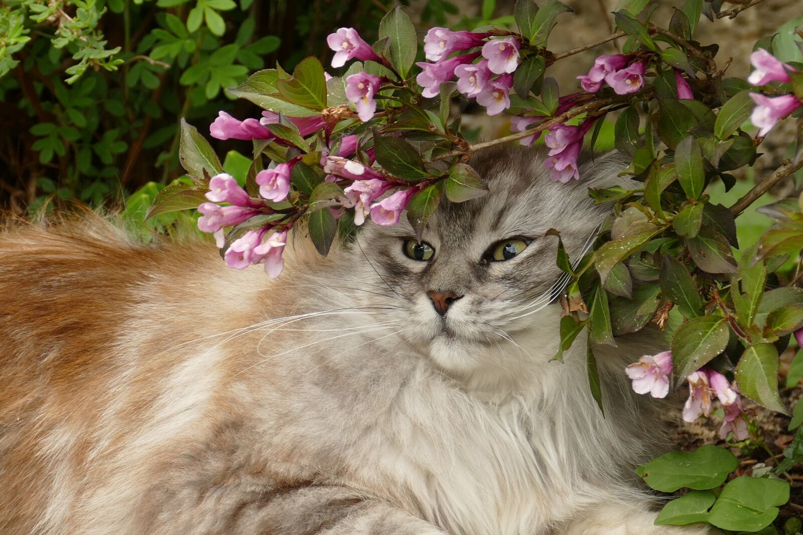 Panasonic Lumix DMC-FZ1000 sample photo. Cat, pet, fauna photography