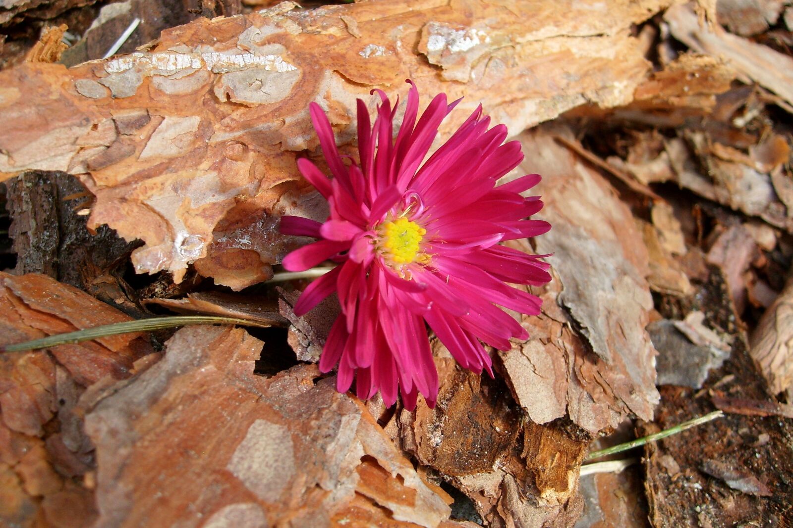 Samsung KENOX S730  / Samsung S730 sample photo. The bark, flower, flora photography