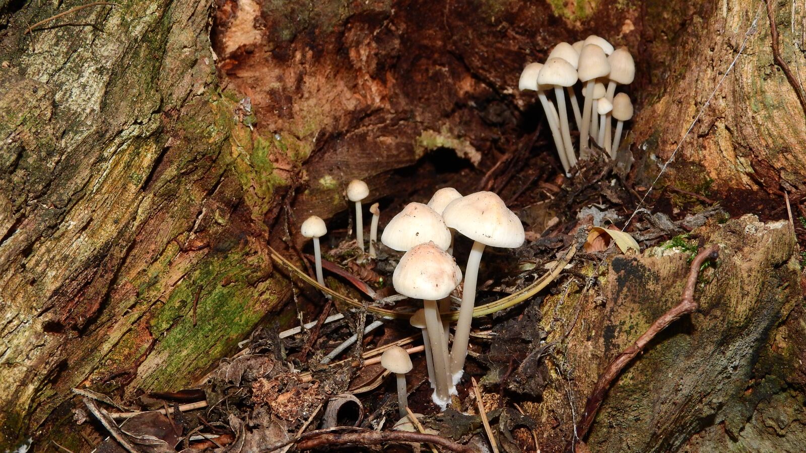 Nikon Coolpix P610 sample photo. White small mushrooms, mushrooms photography