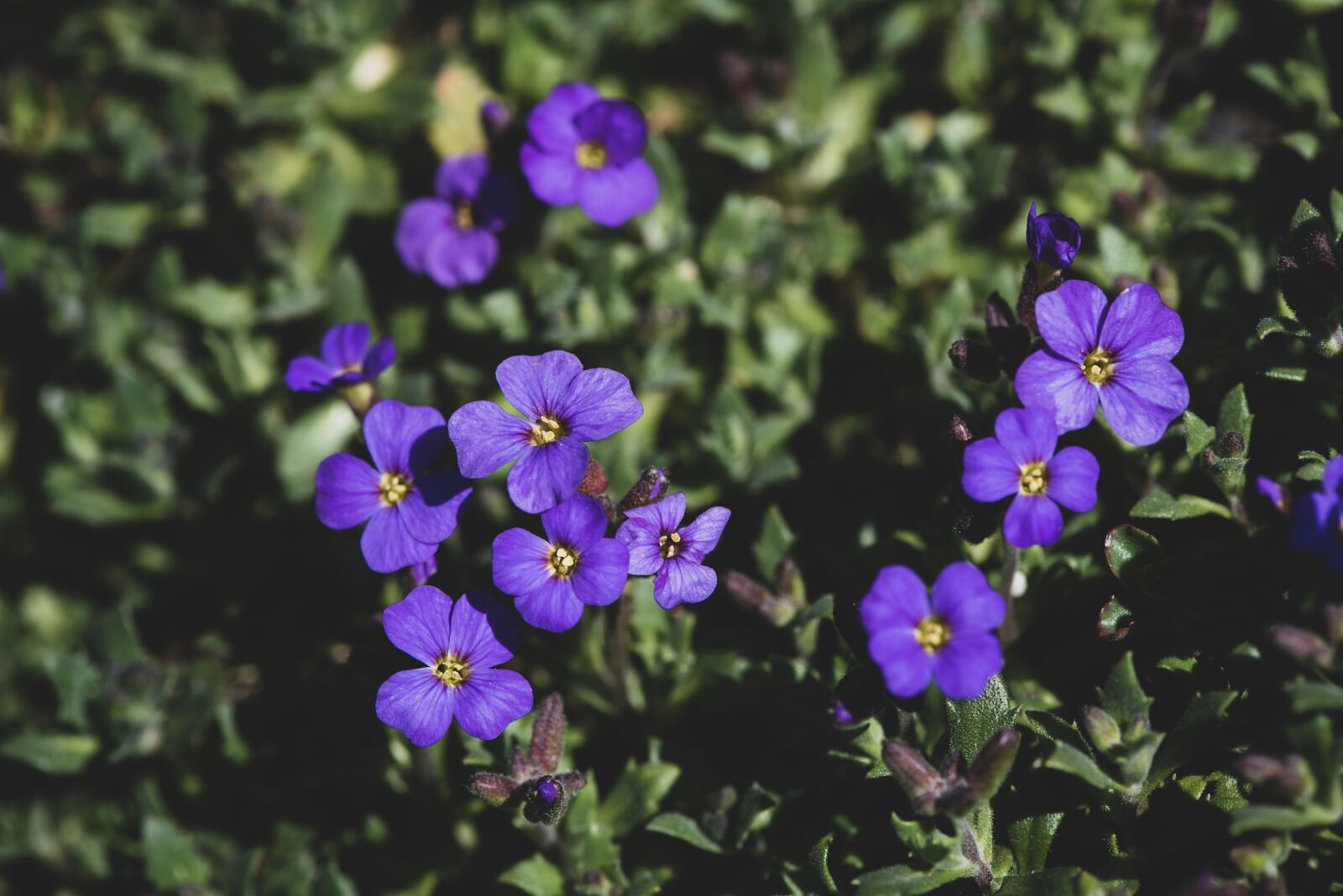 Nikon D750 sample photo. Flowers, blue, violet photography