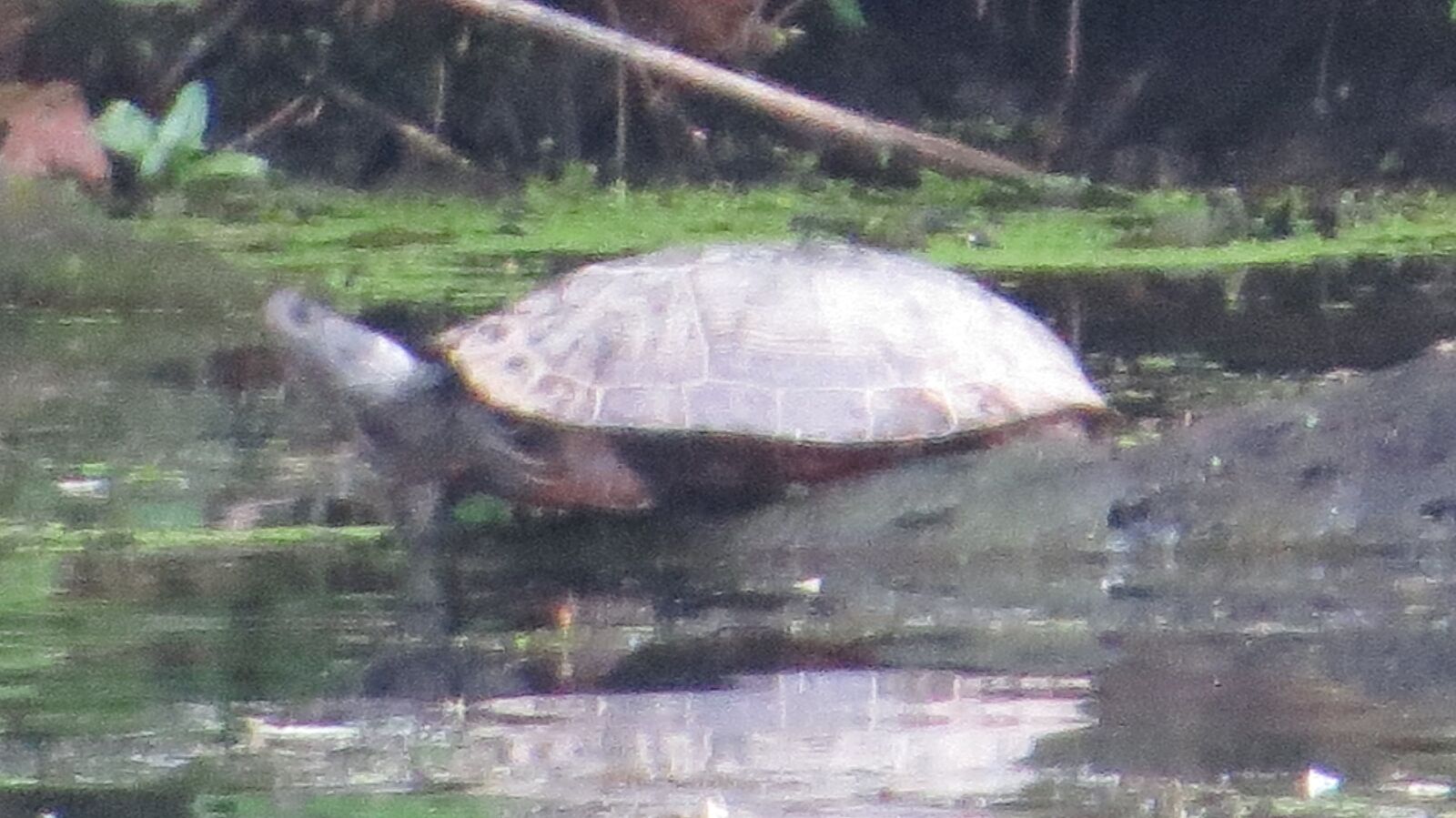 Canon PowerShot SX50 HS sample photo. Turtle, snapper, wildlife photography