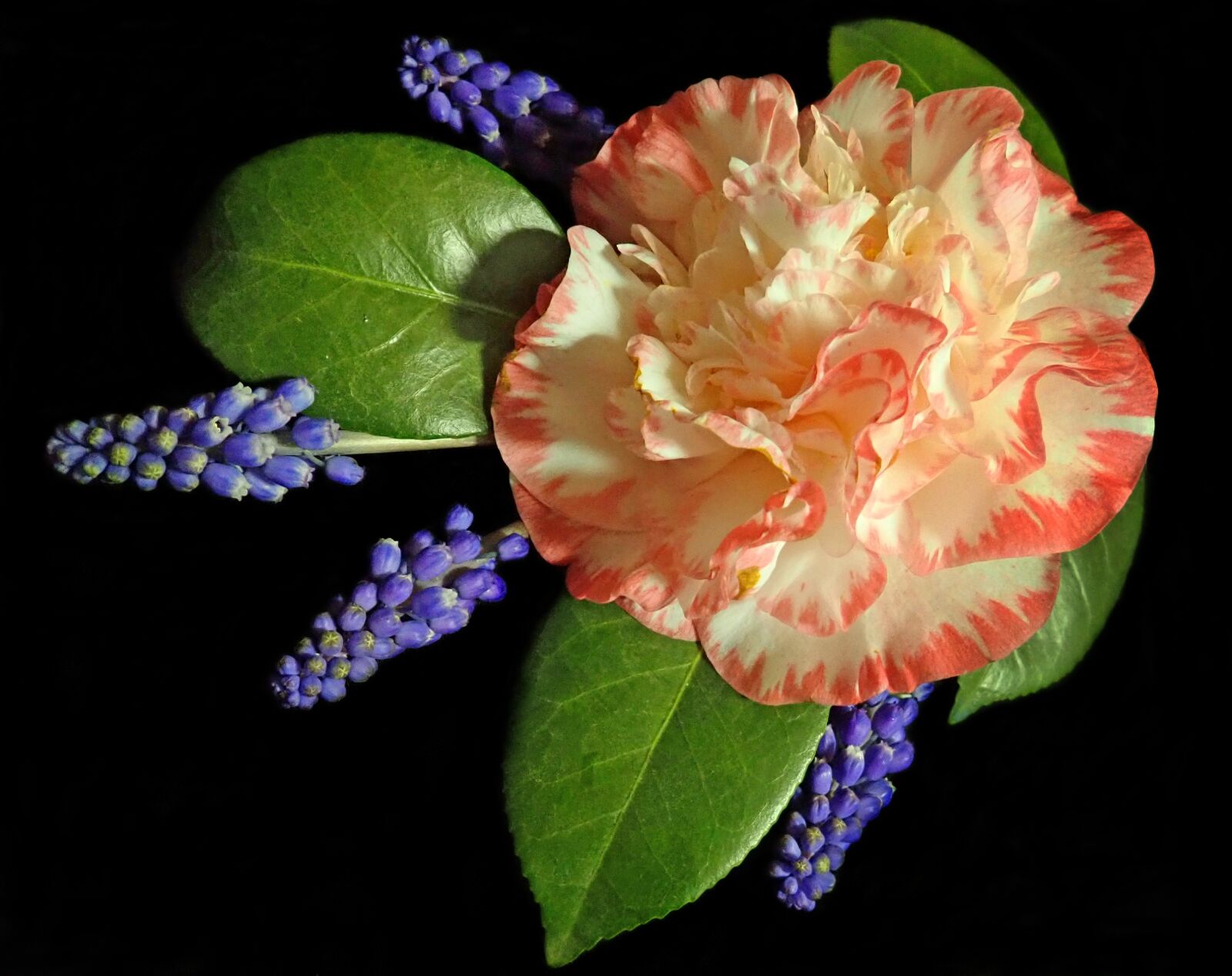 Olympus TG-5 sample photo. Camellia, flower, hyacinths photography