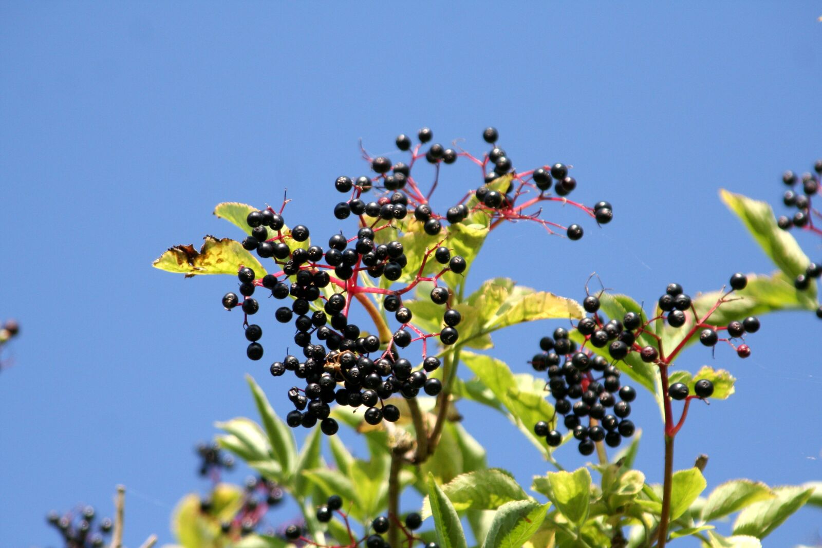 Canon EOS 350D (EOS Digital Rebel XT / EOS Kiss Digital N) sample photo. Elderberry, berries, sky photography