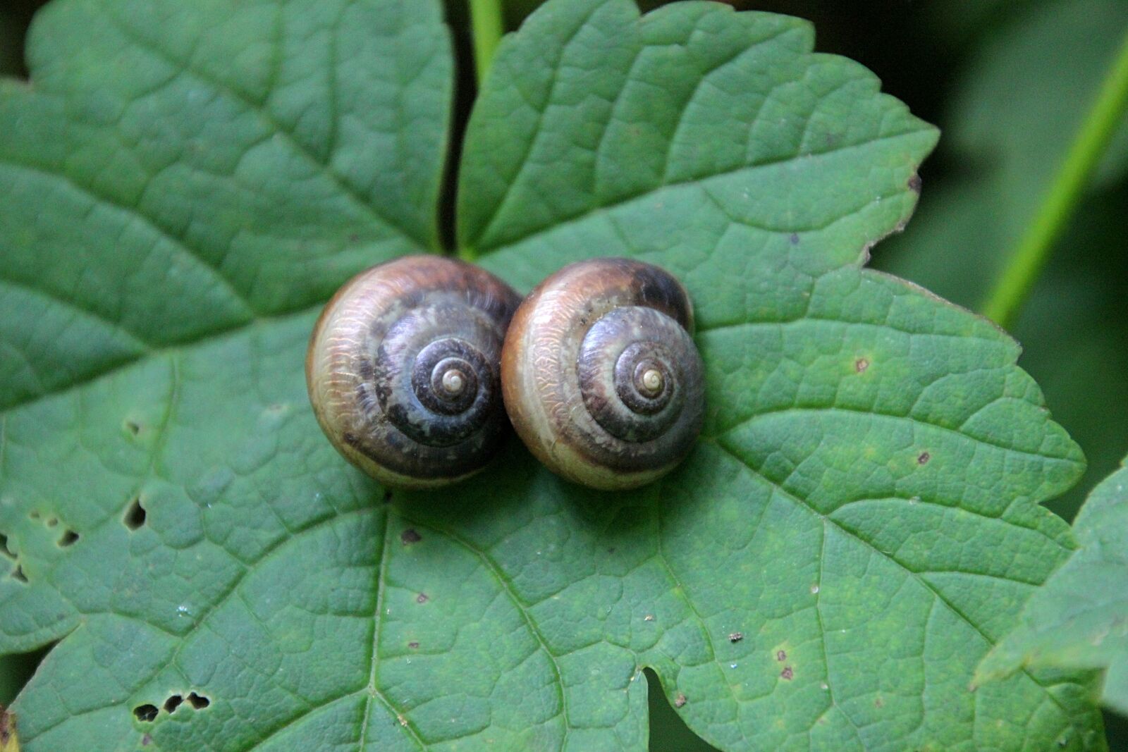 Canon EOS 600D (Rebel EOS T3i / EOS Kiss X5) sample photo. Snail, nature, animal photography