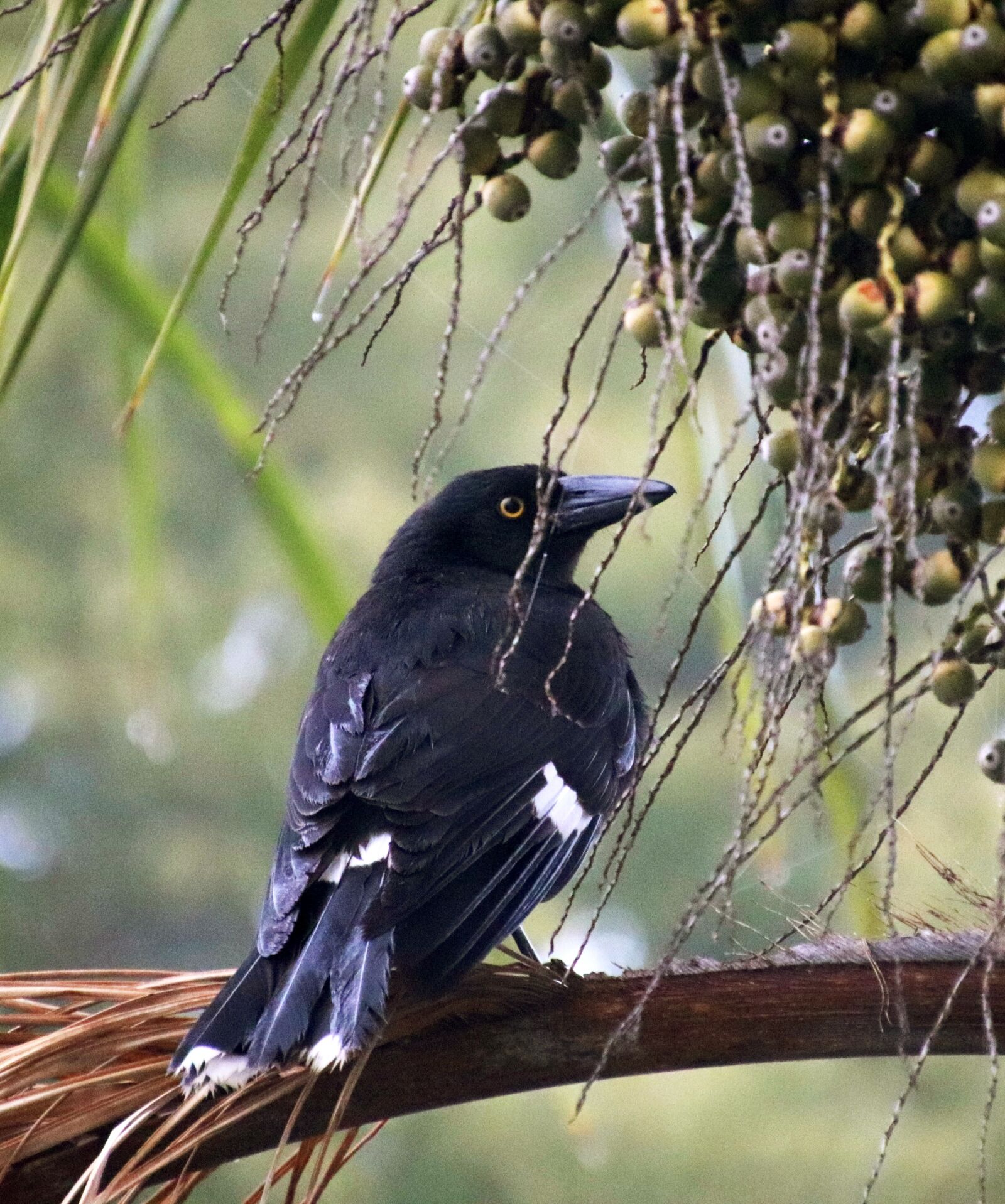Canon EOS 800D (EOS Rebel T7i / EOS Kiss X9i) sample photo. Bird, currawong, wildlife photography