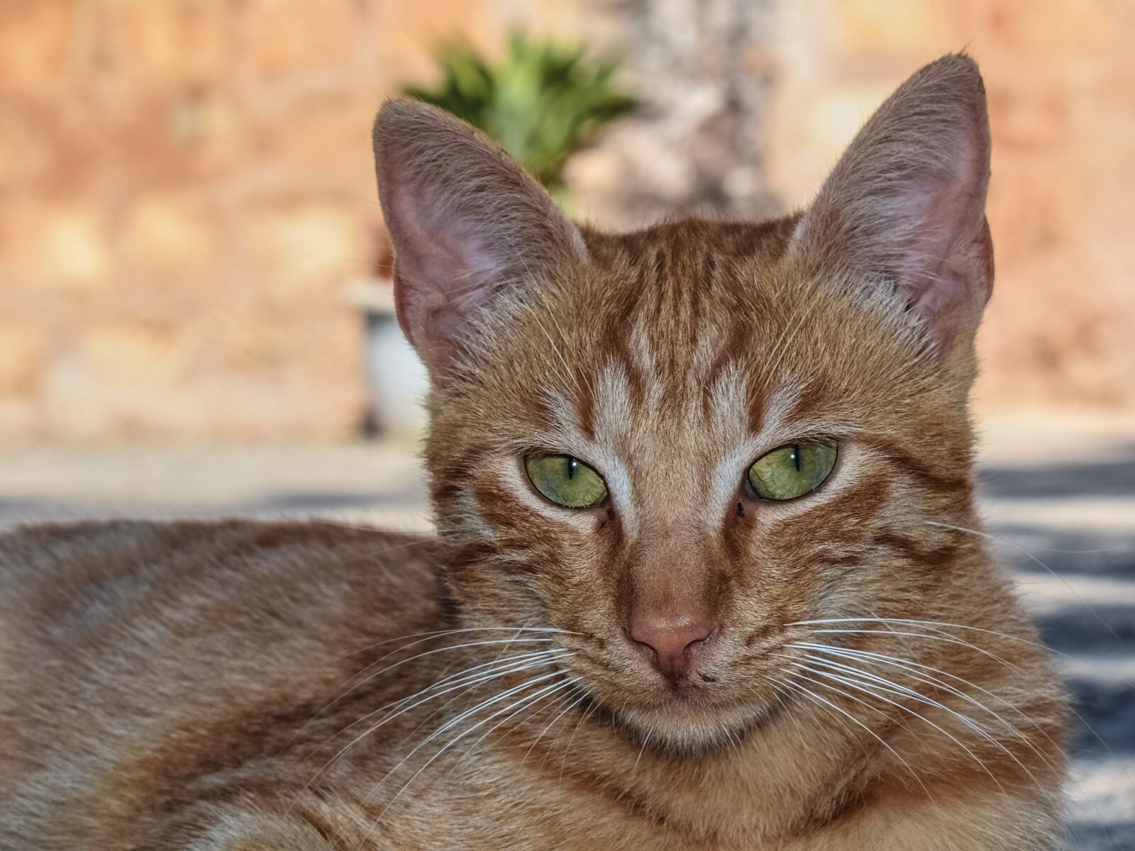 Nikon D3300 sample photo. Cat, outdoor, homeless photography