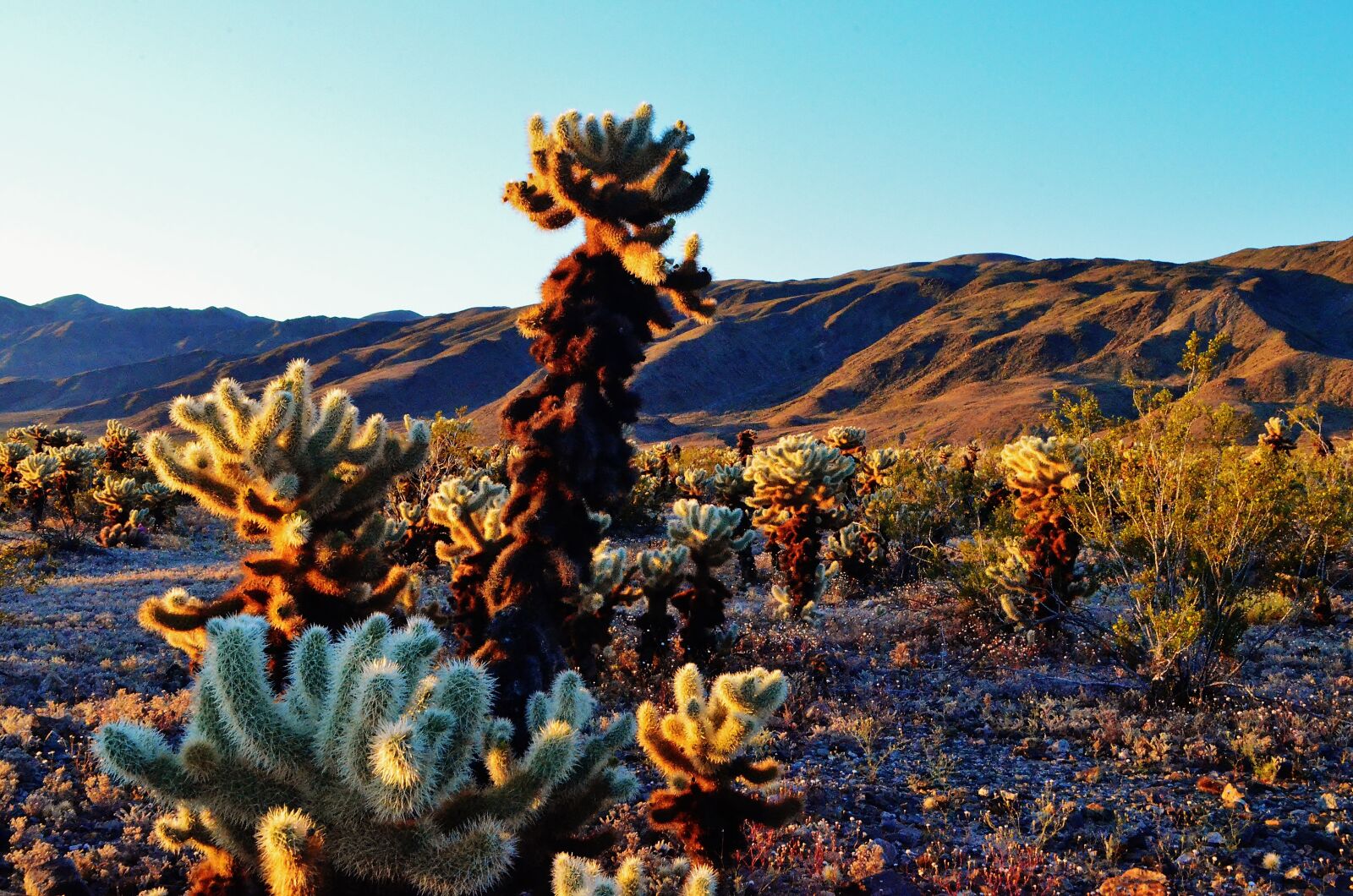 Nikon D5100 sample photo. Landscape, chollas, cacti photography