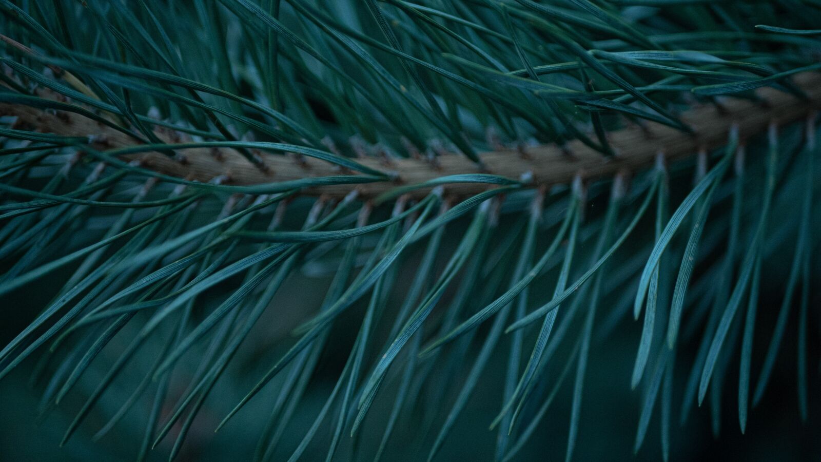 LUMIX G 25/F1.7 sample photo. Background, plant, conifer photography