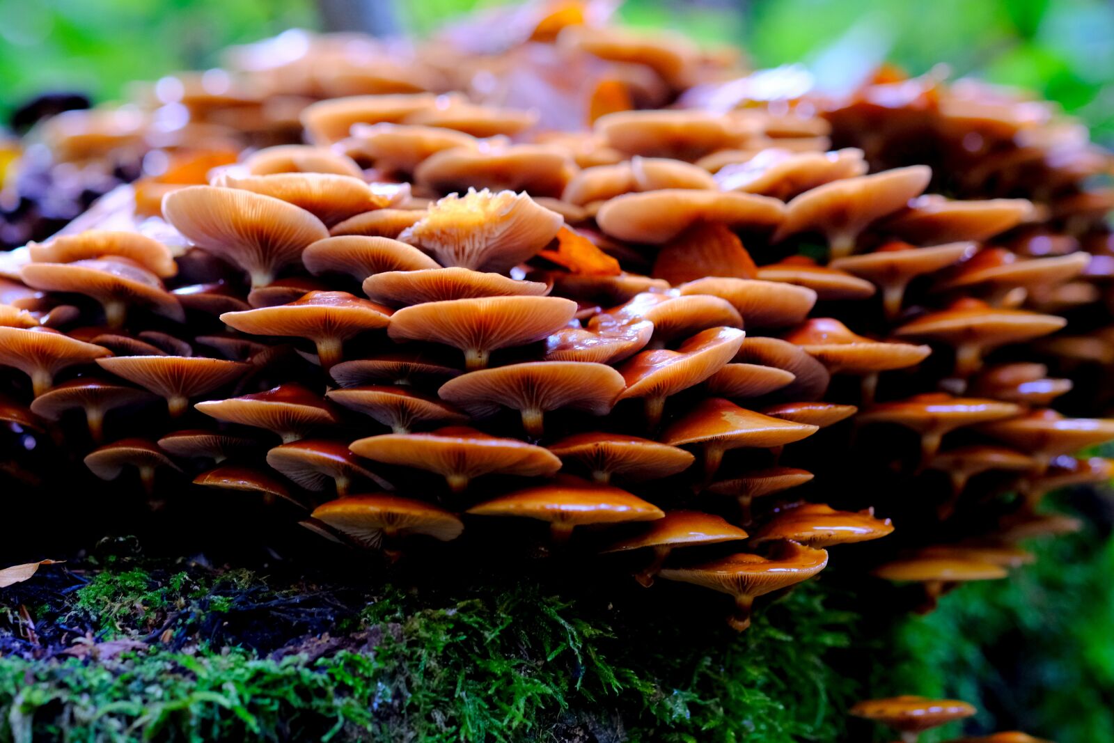 Fujifilm X-T20 sample photo. Mushrooms, lamellar mushrooms, mushroom photography