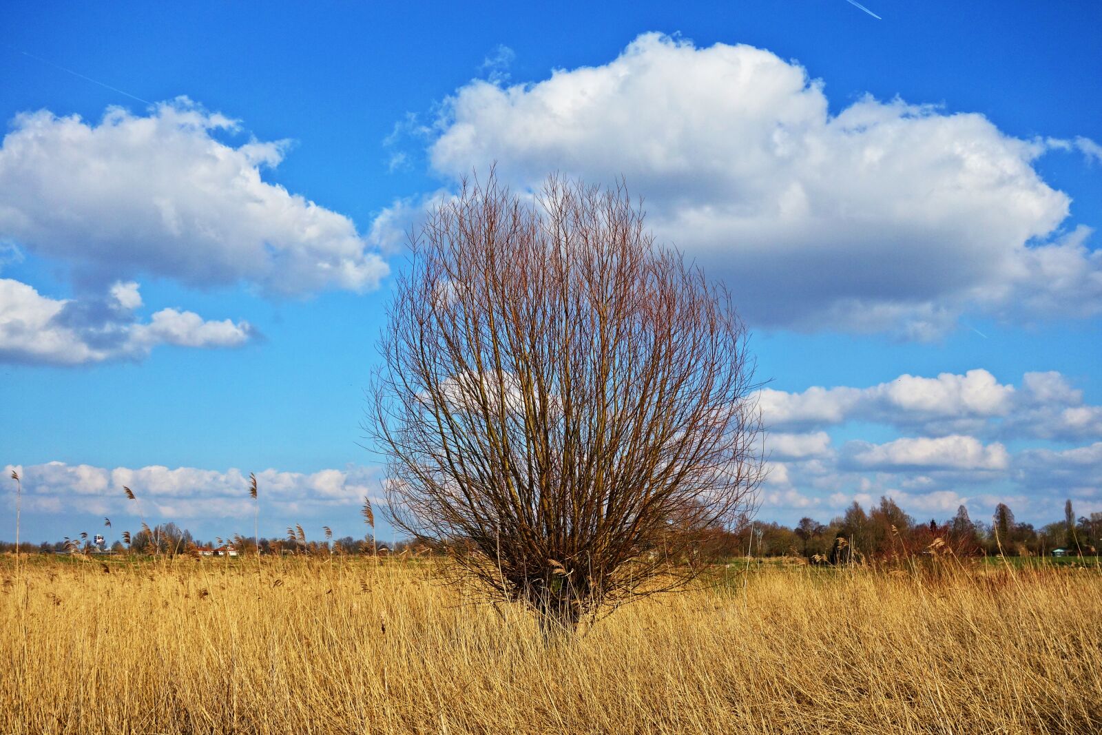 Sony Cyber-shot DSC-RX100 sample photo. Willow, pollard, pollarded willow photography