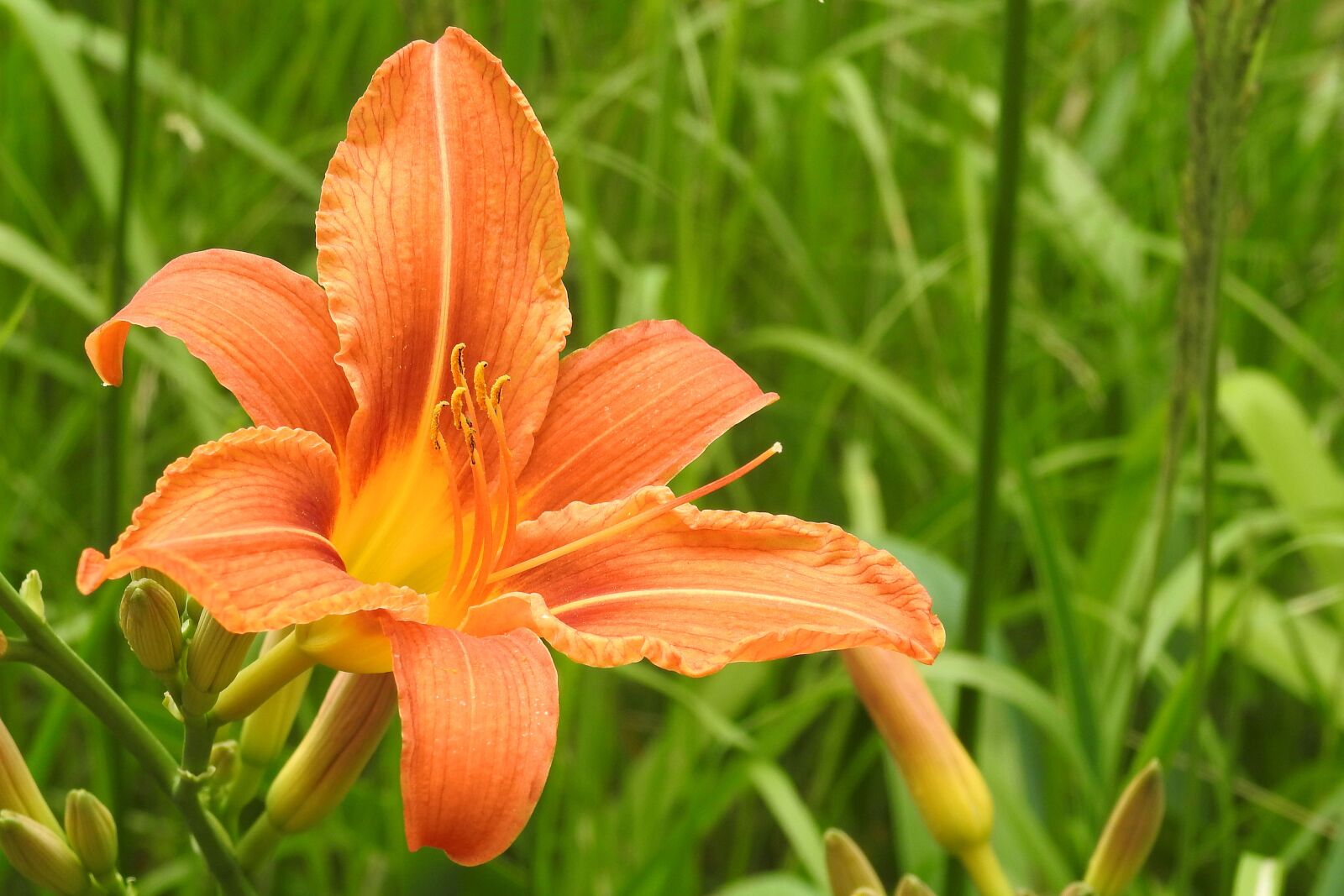 Nikon Coolpix P900 sample photo. Lily, orange, blossom photography