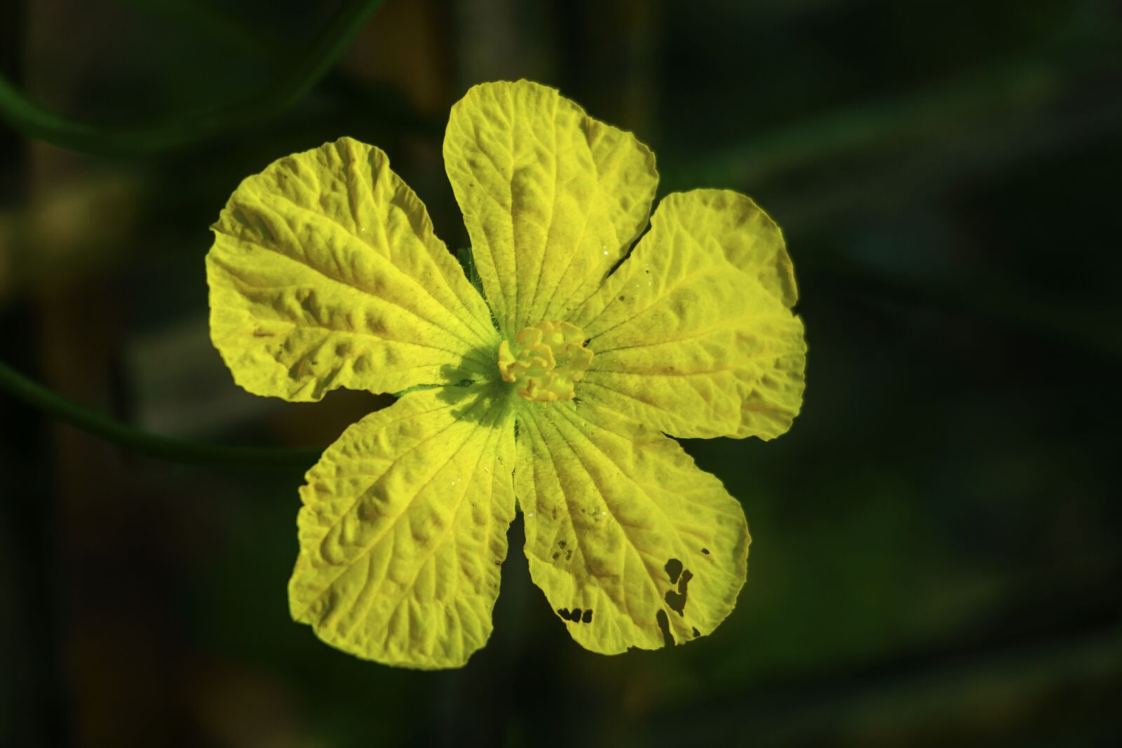 Canon EOS 70D sample photo. Flower, blossoming, nature photography