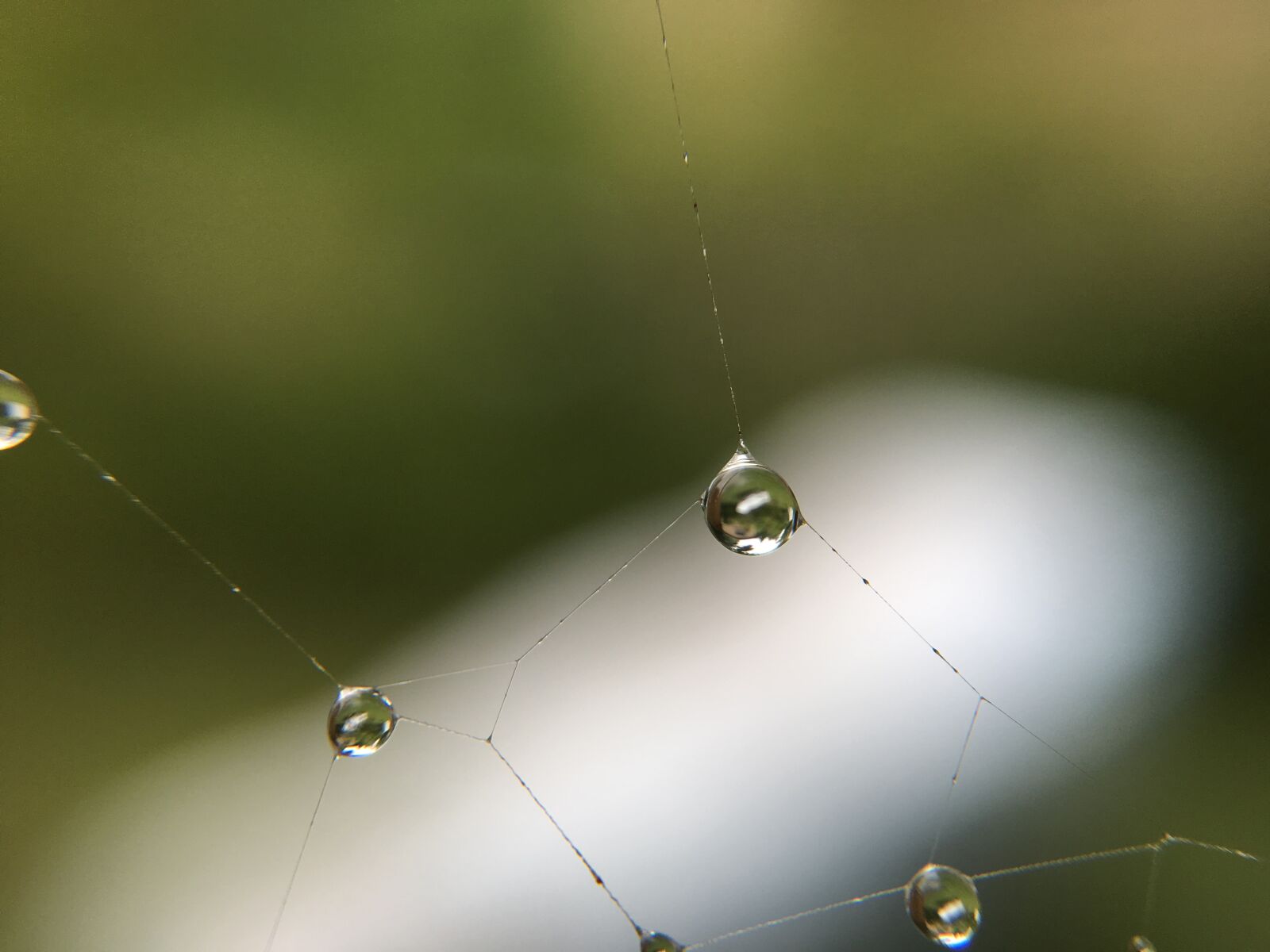 Apple iPhone 6s sample photo. Cobweb, water, drip photography
