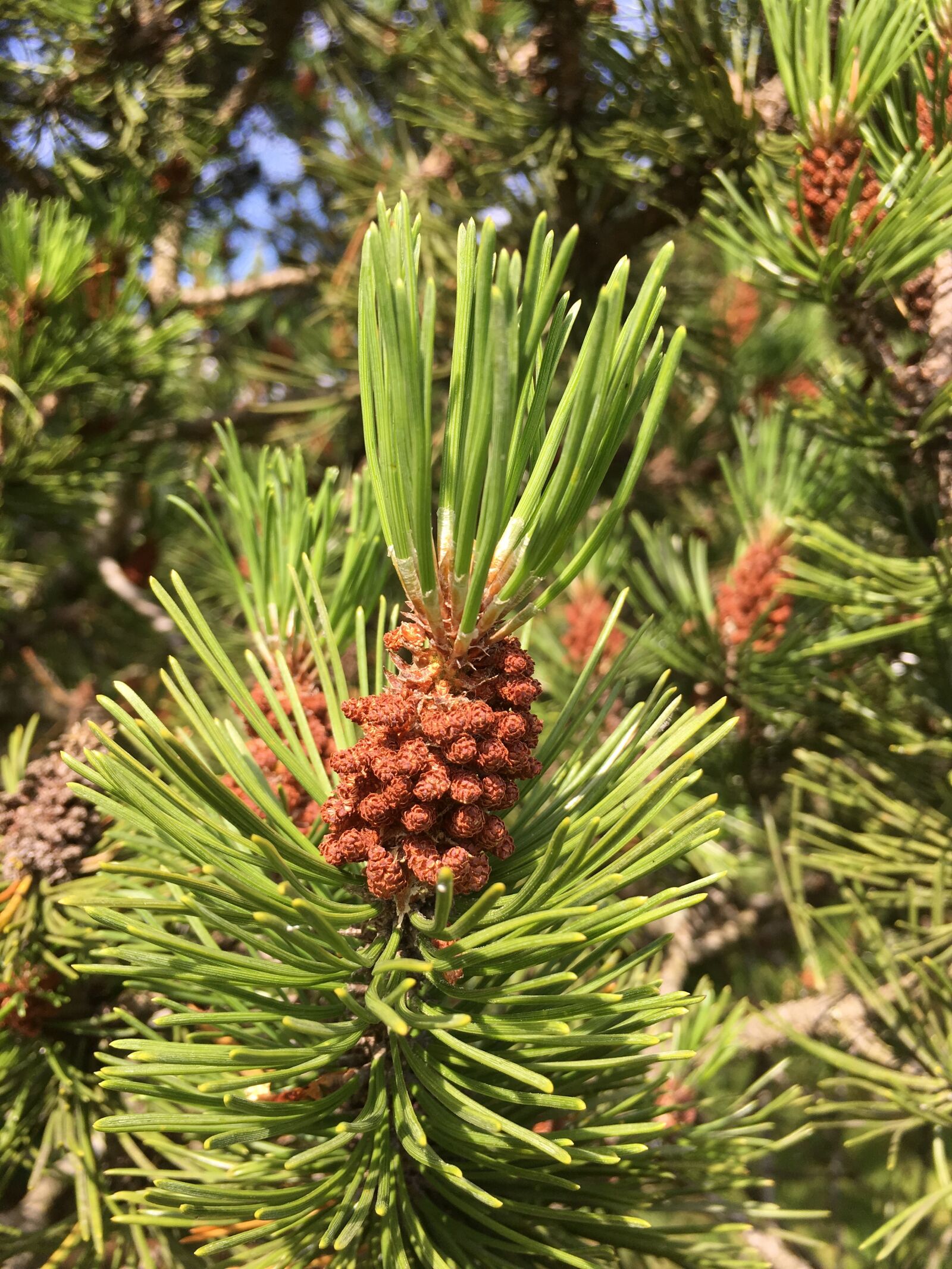 Apple iPhone 6s Plus sample photo. Pine, twig, pine cone photography