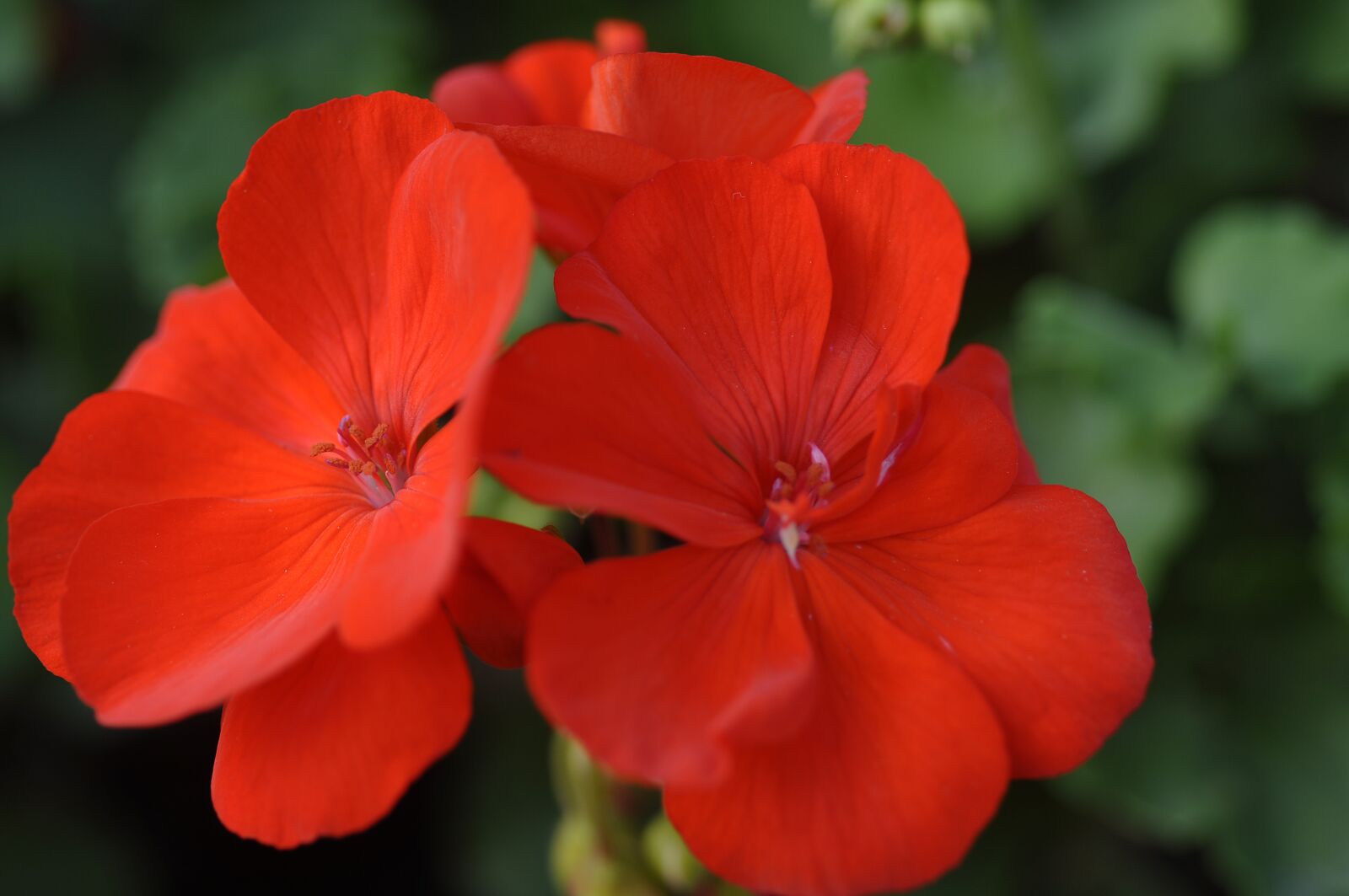Nikon D90 sample photo. Red, big, geranium photography