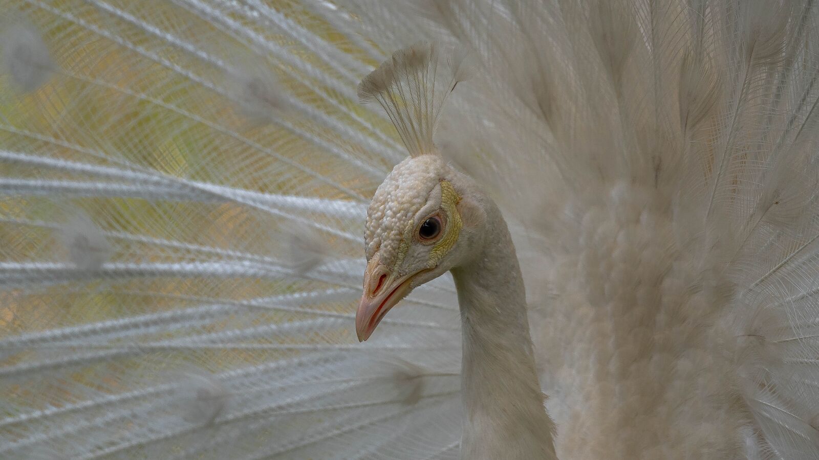 Nikon D750 sample photo. Peacock, pavone, animale photography