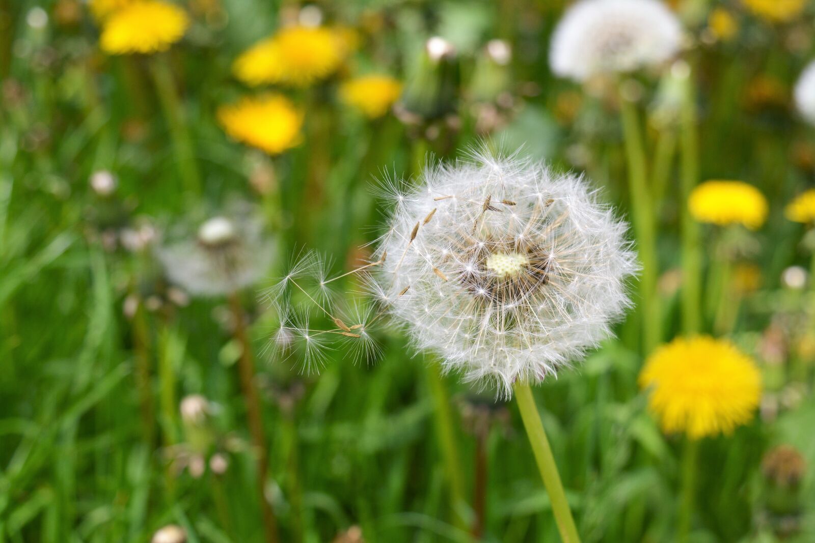 Nikon D5200 sample photo. Nature, lawn, plant photography