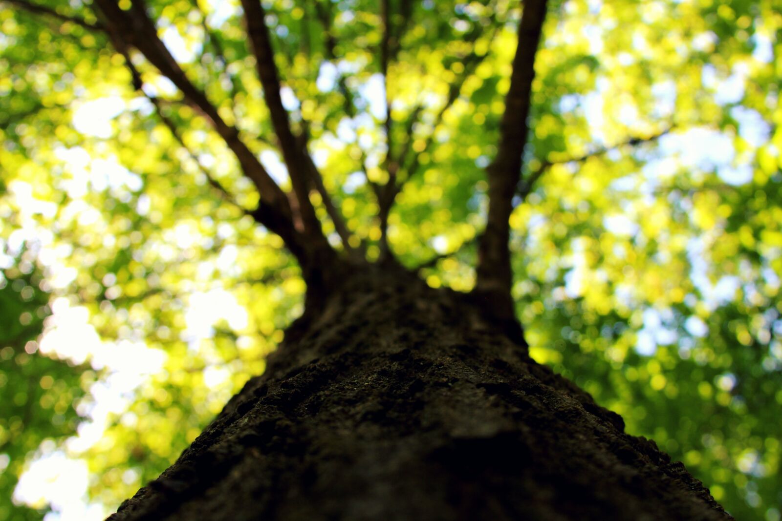 Canon EF 28-135mm F3.5-5.6 IS USM sample photo. Tree, green, nature photography