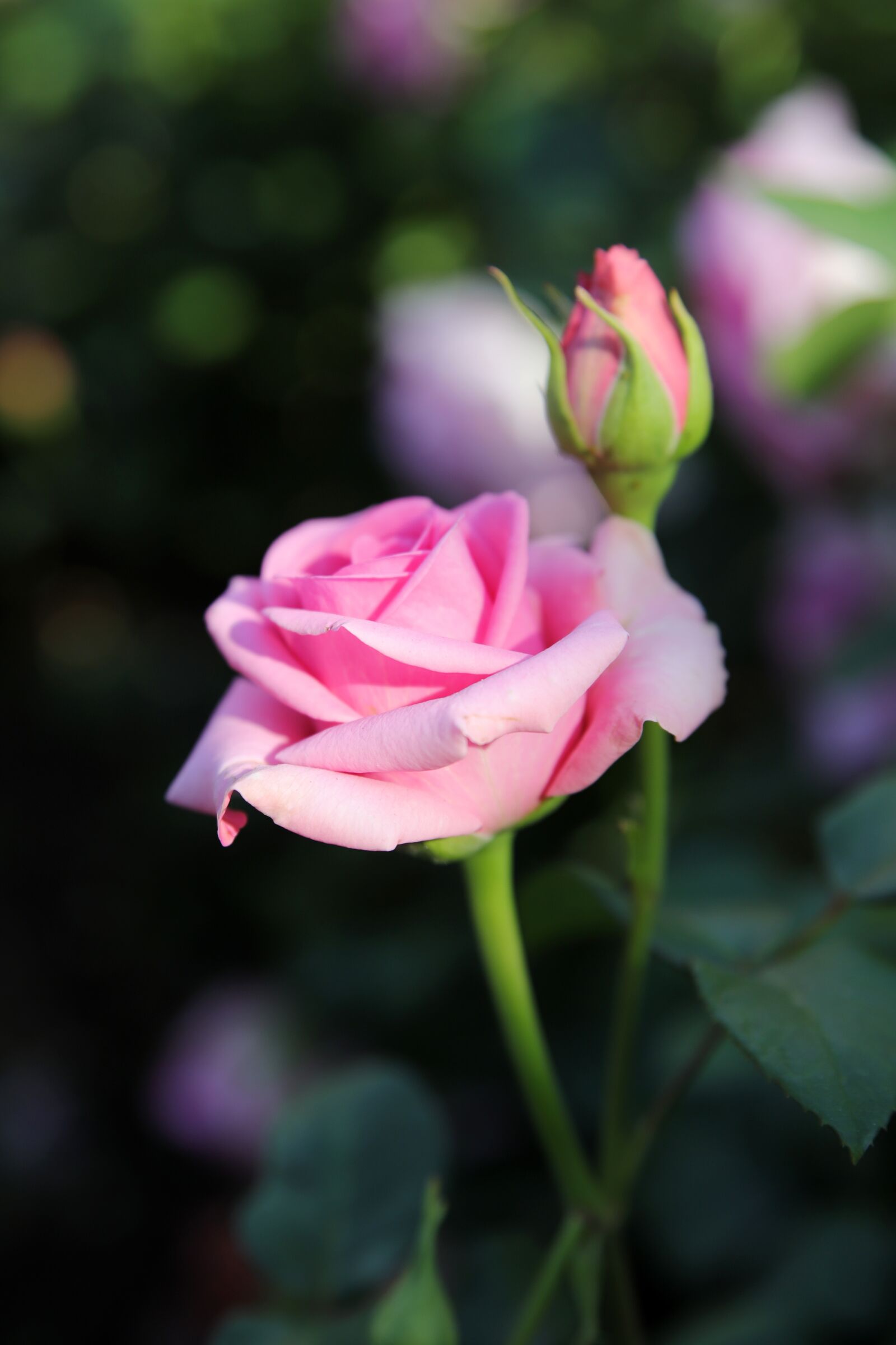 Canon EOS 6D Mark II sample photo. Rose, petal, flowers photography