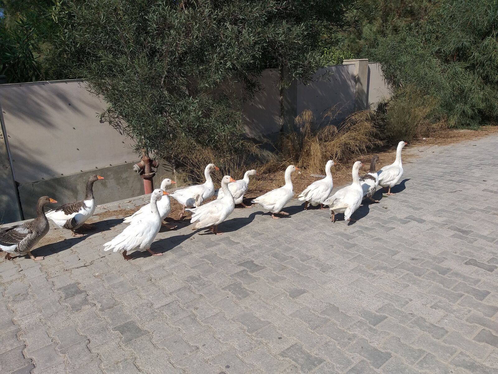 Samsung Galaxy A6+ sample photo. Ducks, duck photography