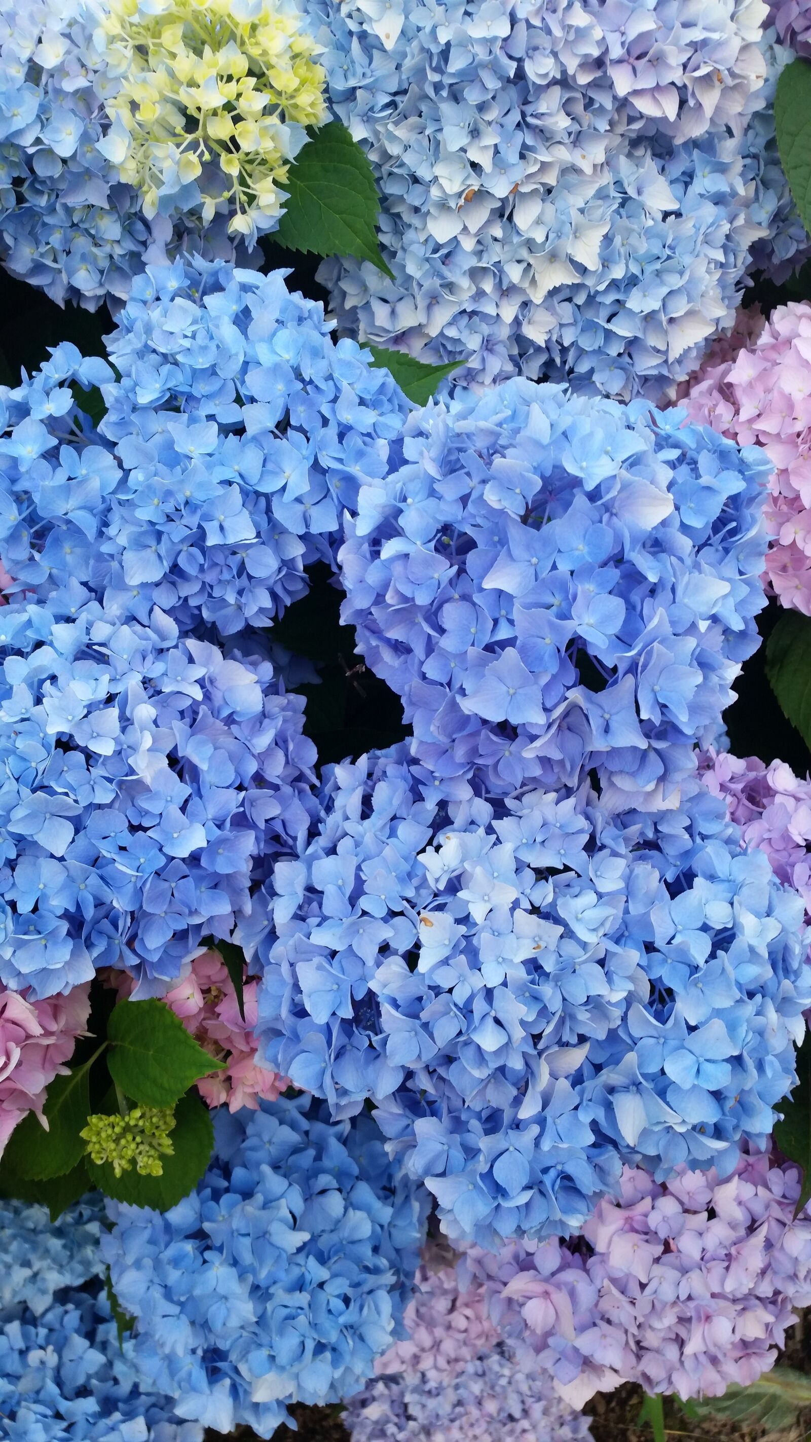 Samsung Galaxy S5 sample photo. Snow ball bush, flowers photography