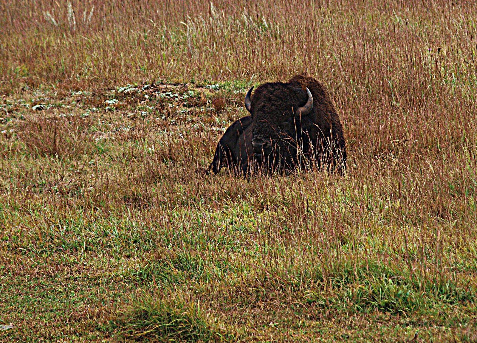 Olympus E-3 sample photo. Bison, buffalo, usa photography