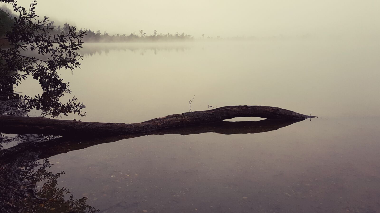 Samsung Galaxy S7 Edge sample photo. Fog, lake, log photography