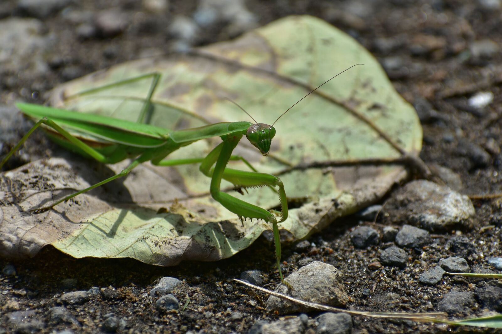 Nikon D7200 sample photo. Natural, landscape, insect photography