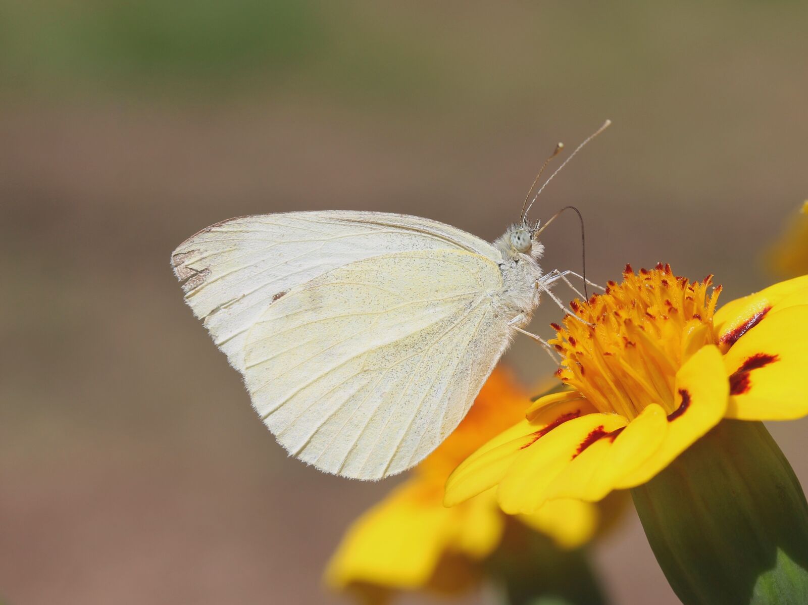 Canon EOS 1300D (EOS Rebel T6 / EOS Kiss X80) + Canon EF-S 60mm F2.8 Macro USM sample photo. Butterfly, white, marigold photography