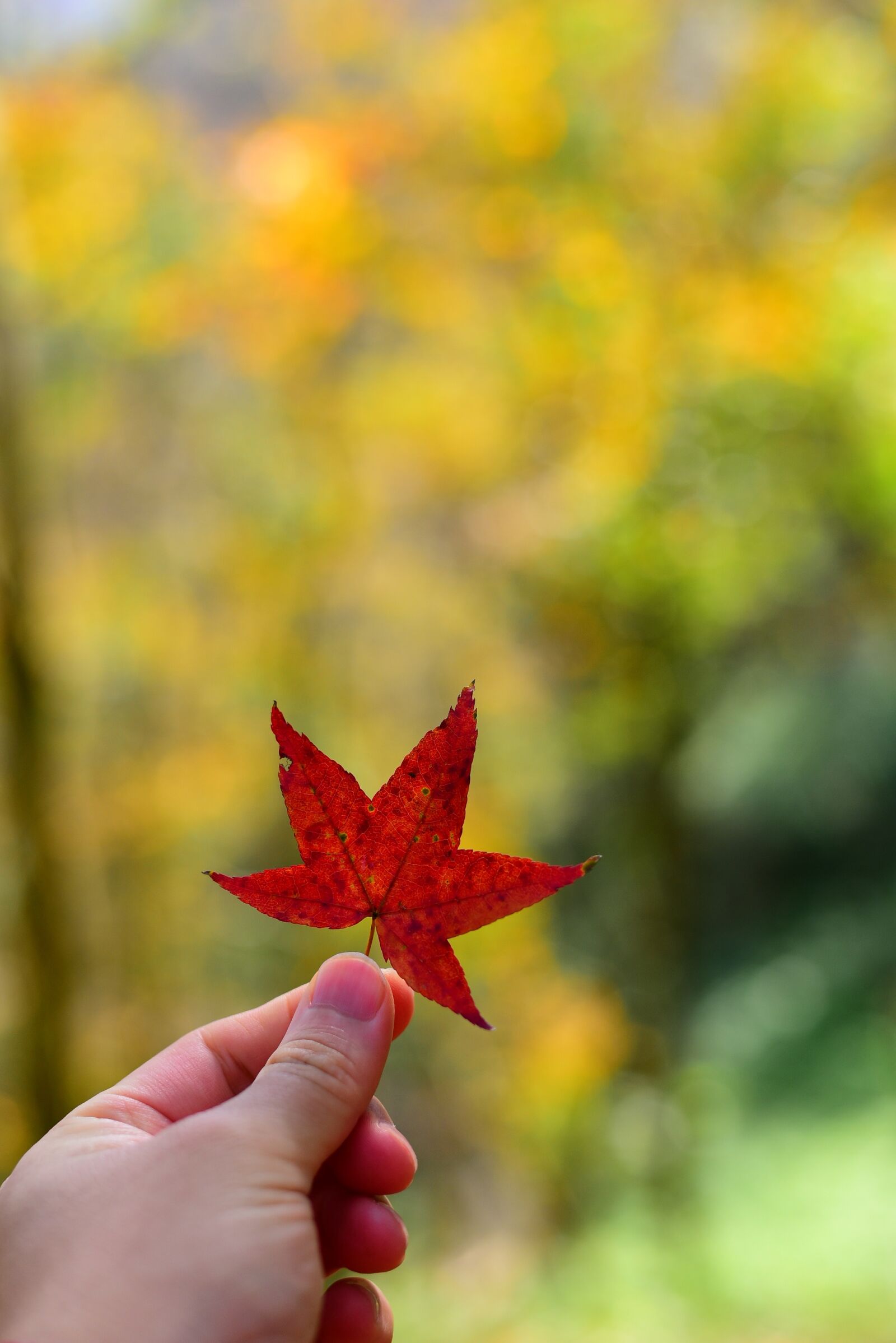 Nikon D750 sample photo. Plant, leaf, maple photography