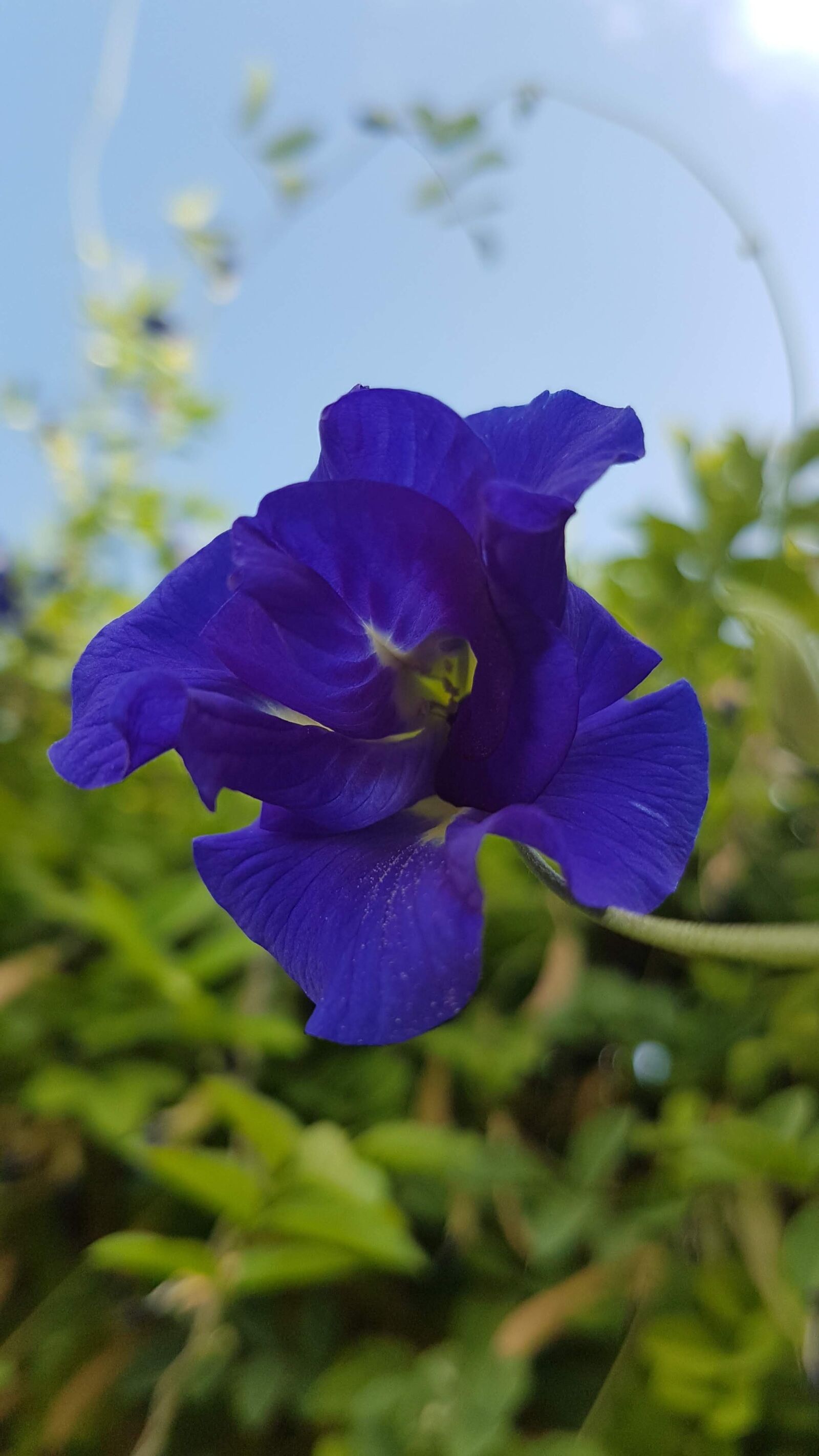 Samsung Galaxy S7 Edge sample photo. Natureza, flor, flower photography