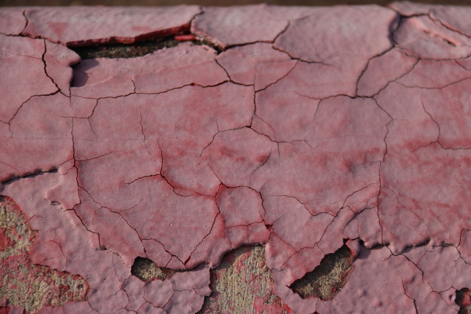 Canon EOS 750D (EOS Rebel T6i / EOS Kiss X8i) sample photo. Paint, pink, exterior photography