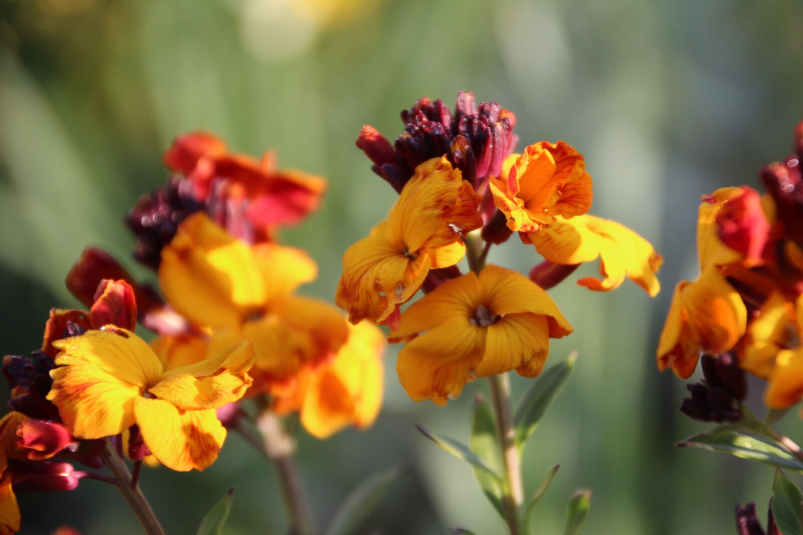 Canon EOS 600D (Rebel EOS T3i / EOS Kiss X5) sample photo. Wallflower, wallflower orange, flowering photography