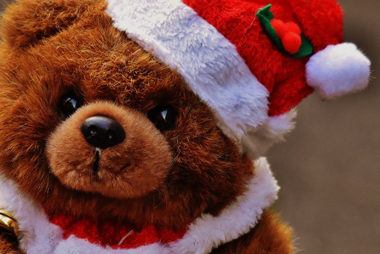Nikon D7200 sample photo. Christmas, greeting card, teddy photography