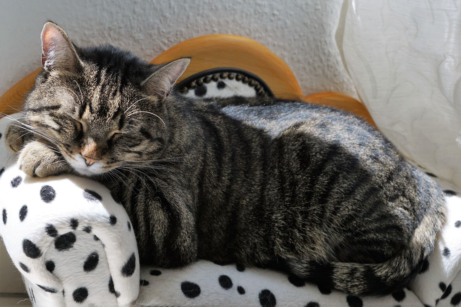 Sony ILCA-77M2 + Sony DT 16-50mm F2.8 SSM sample photo. Cat, tiger, tigerle photography