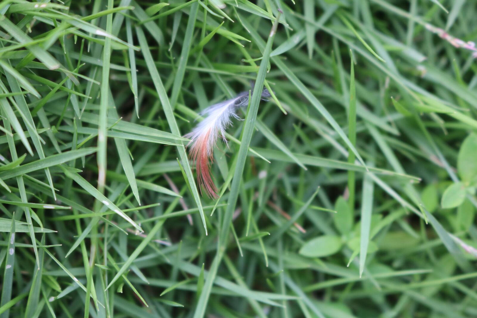 Canon EOS 750D (EOS Rebel T6i / EOS Kiss X8i) + Canon EF-S 18-55mm F3.5-5.6 IS STM sample photo. Feather, grass, plumage photography