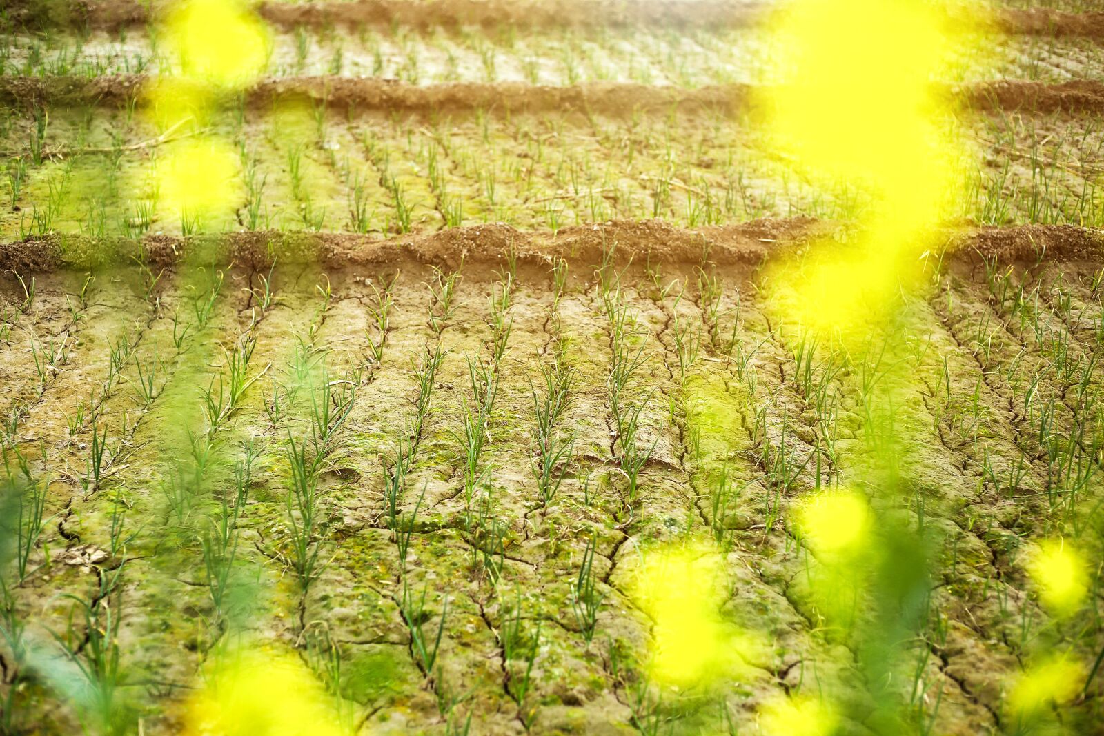 Canon EF 50mm F1.8 STM sample photo. Flower, beauty, floral photography